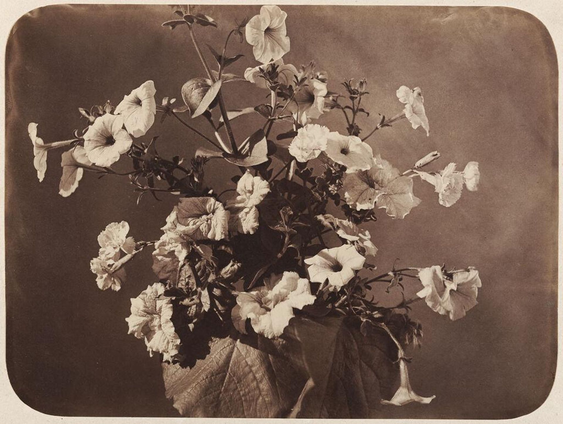 Untitled (flower study) by Adolphe Braun