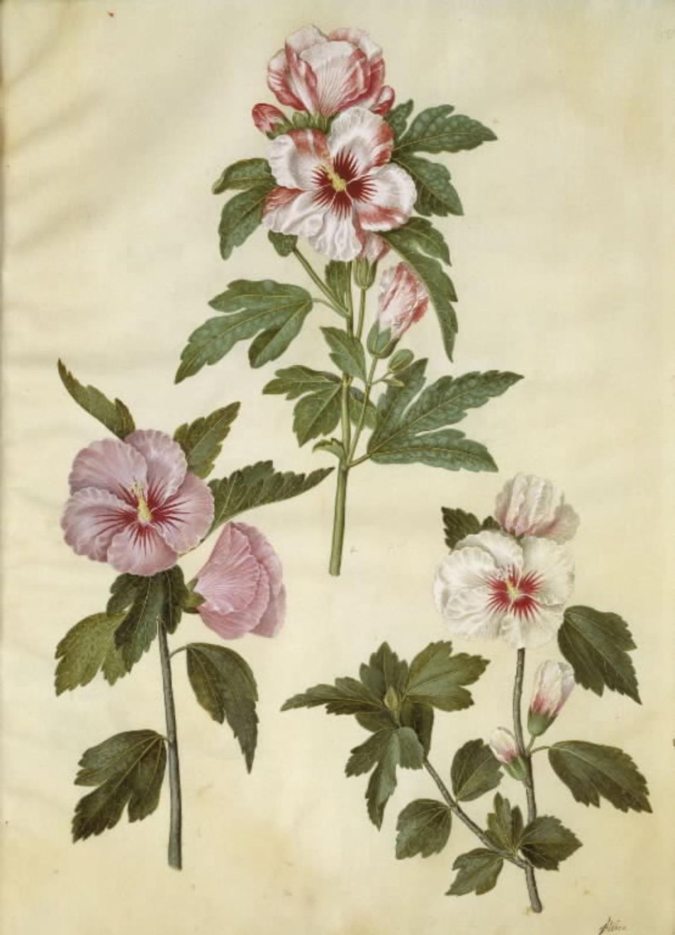 Hibiscus syriacus (syrisk rose) by Hans Simon Holtzbecker