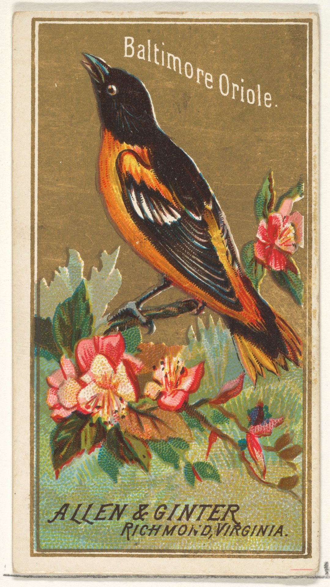 Baltimore Oriole, from the Birds of America series (N4) for Allen & Ginter Cigarettes Brands by Allen & Ginter
