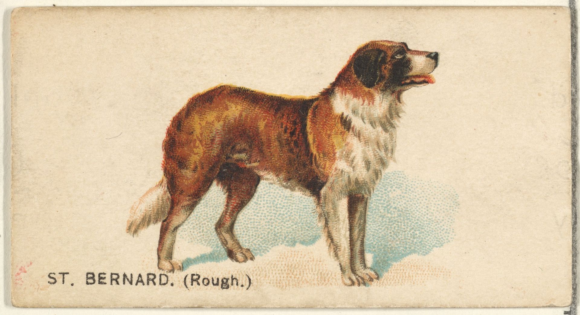 St. Bernard (Rough), from the Dogs of the World series for Old Judge Cigarettes by Goodwin & Company