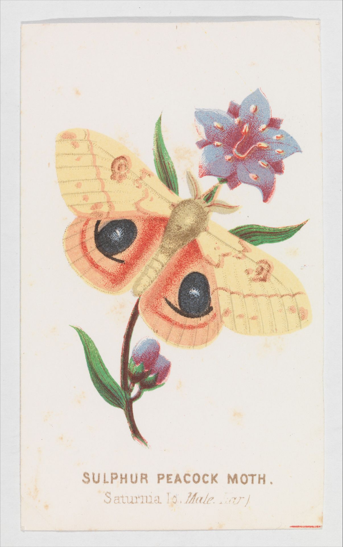 Sulfur Peacock Moth from The Butterflies and Moths of America Part 2 by Louis Prang & Co.