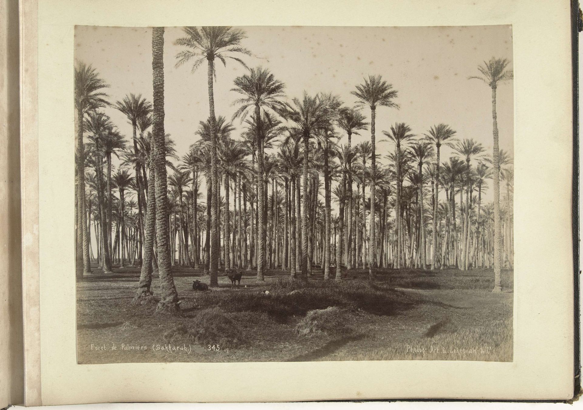 Runderen tussen palmen by G. Lekegian & Co.