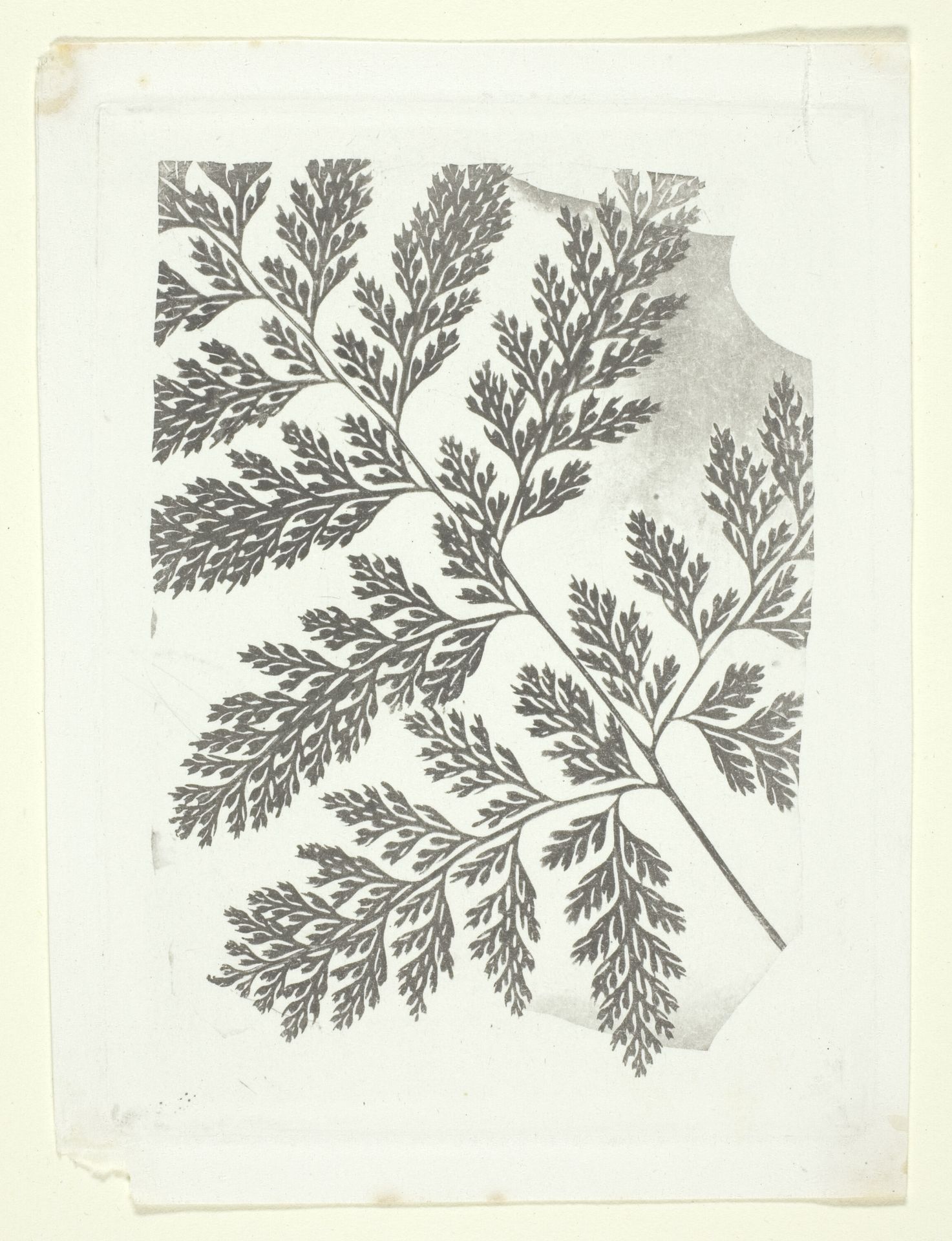 Branch of a Fern by William Henry Fox Talbot