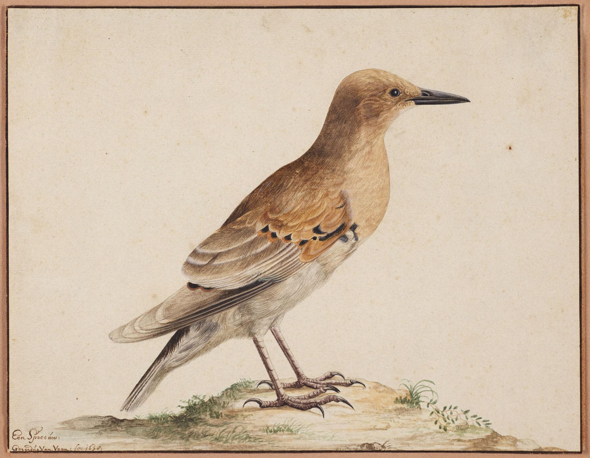 A Sparrow by Gerardus van Veen