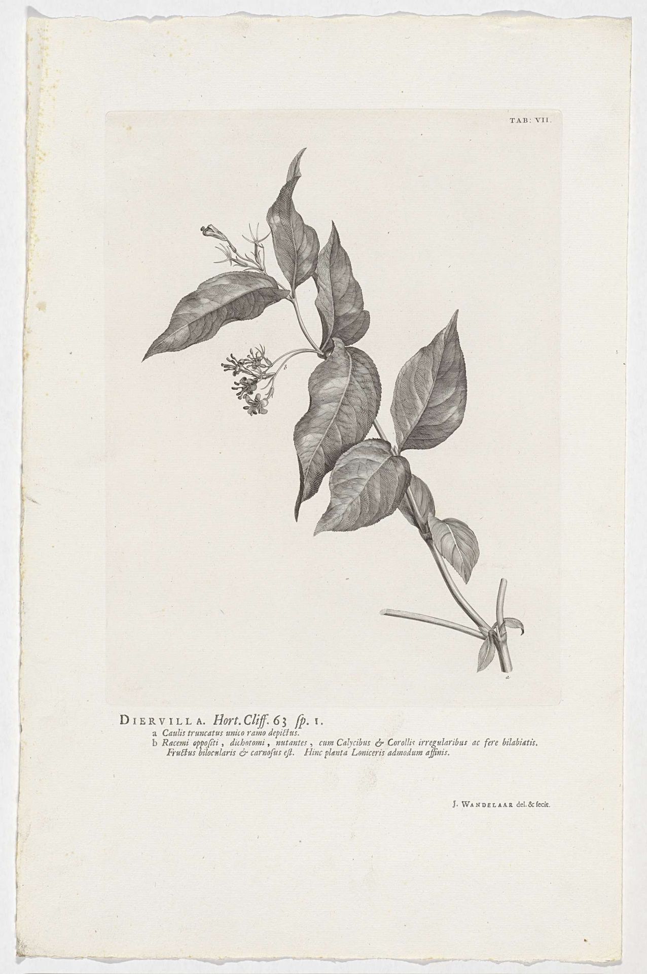 Diervilla lonicera by Jan Wandelaar