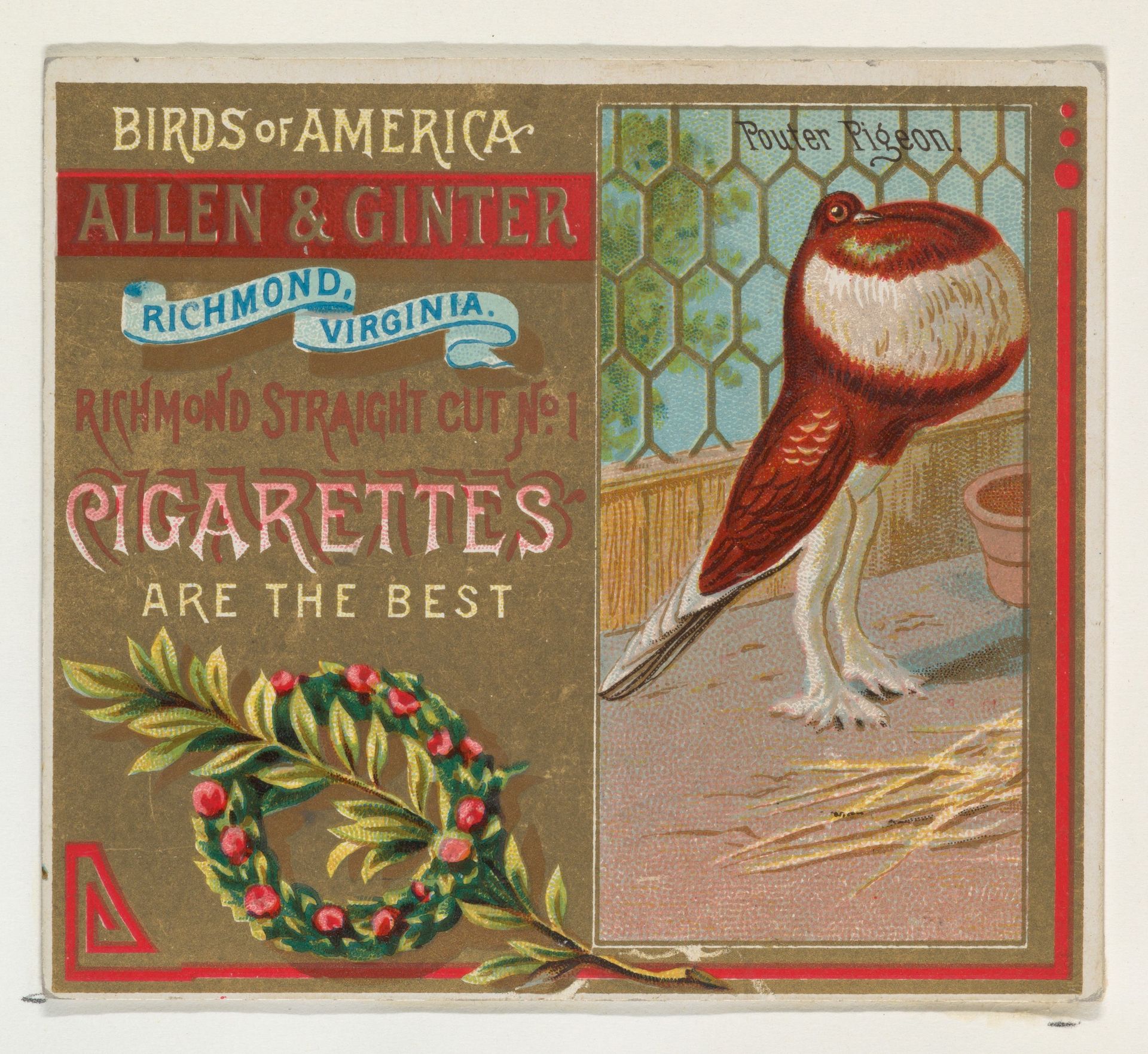 Pouter Pigeon, from the Birds of America series (N37) for Allen & Ginter Cigarettes by Allen & Ginter