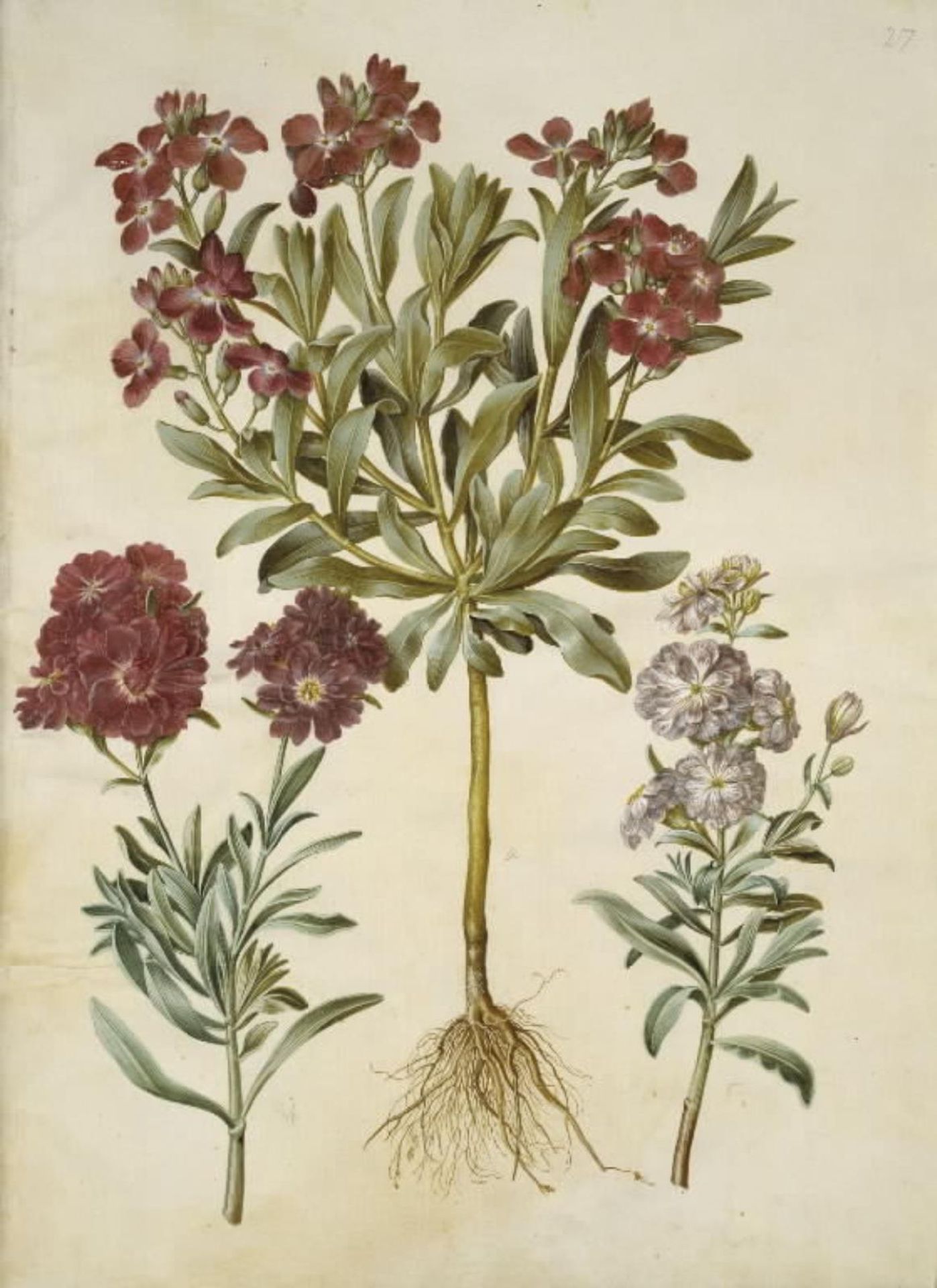Matthiola incana (vinter-levkøj) by Hans Simon Holtzbecker