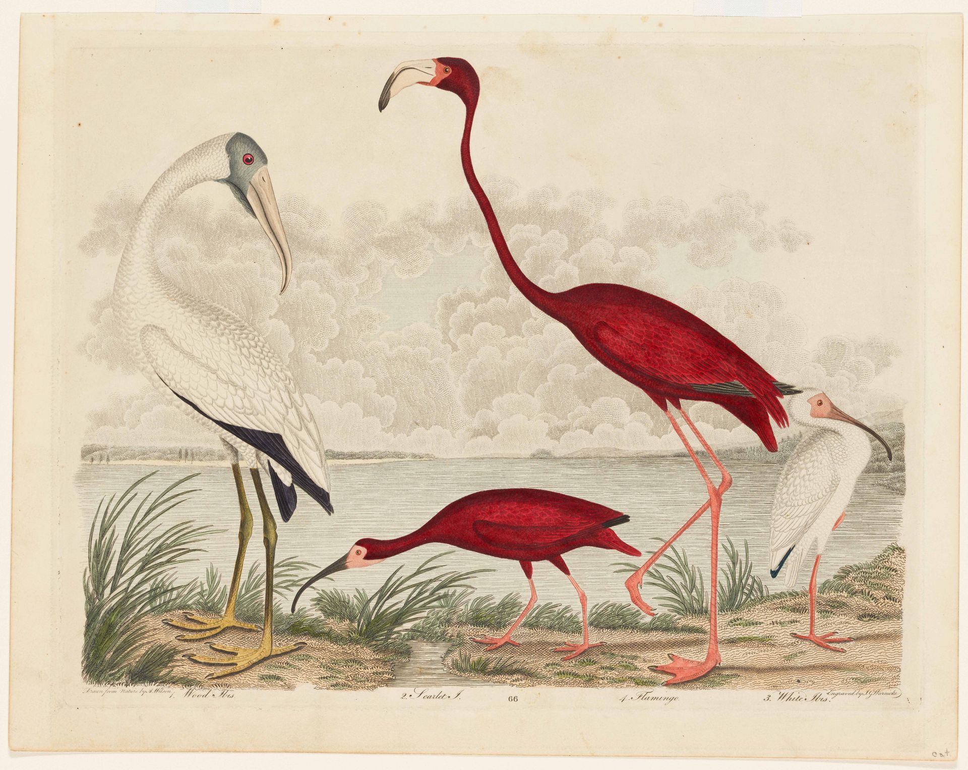 Birds 66. 1. Wood Ibis. 2. Scarlet I. 3. White Ibis. 4. Flamingo. by Alexander Wilson