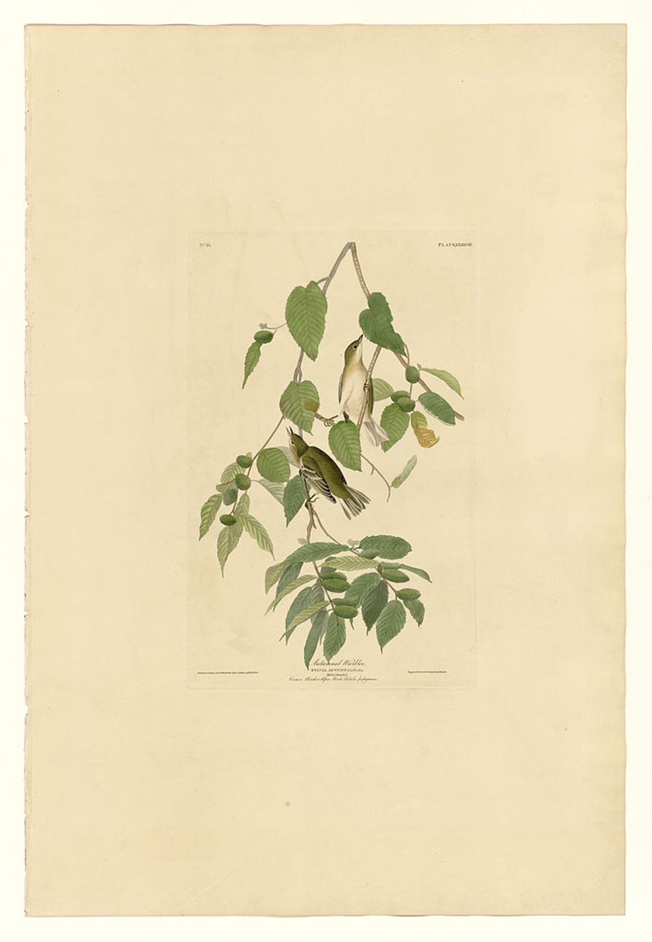 Plate 88 Autumnal Warbler by John James Audubon