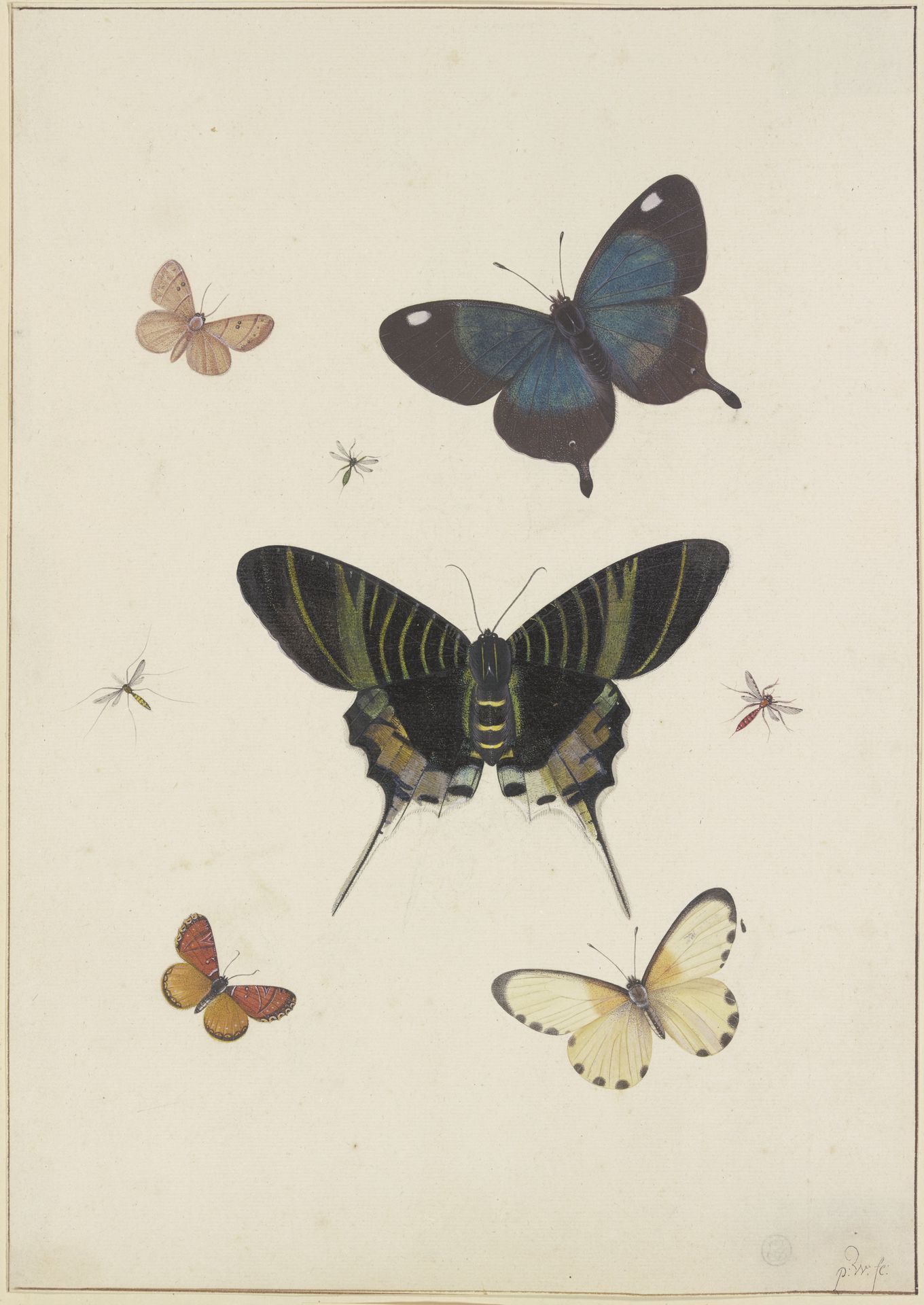 Fünf Schmetterlinge und drei Insekten by Pieter Withoos