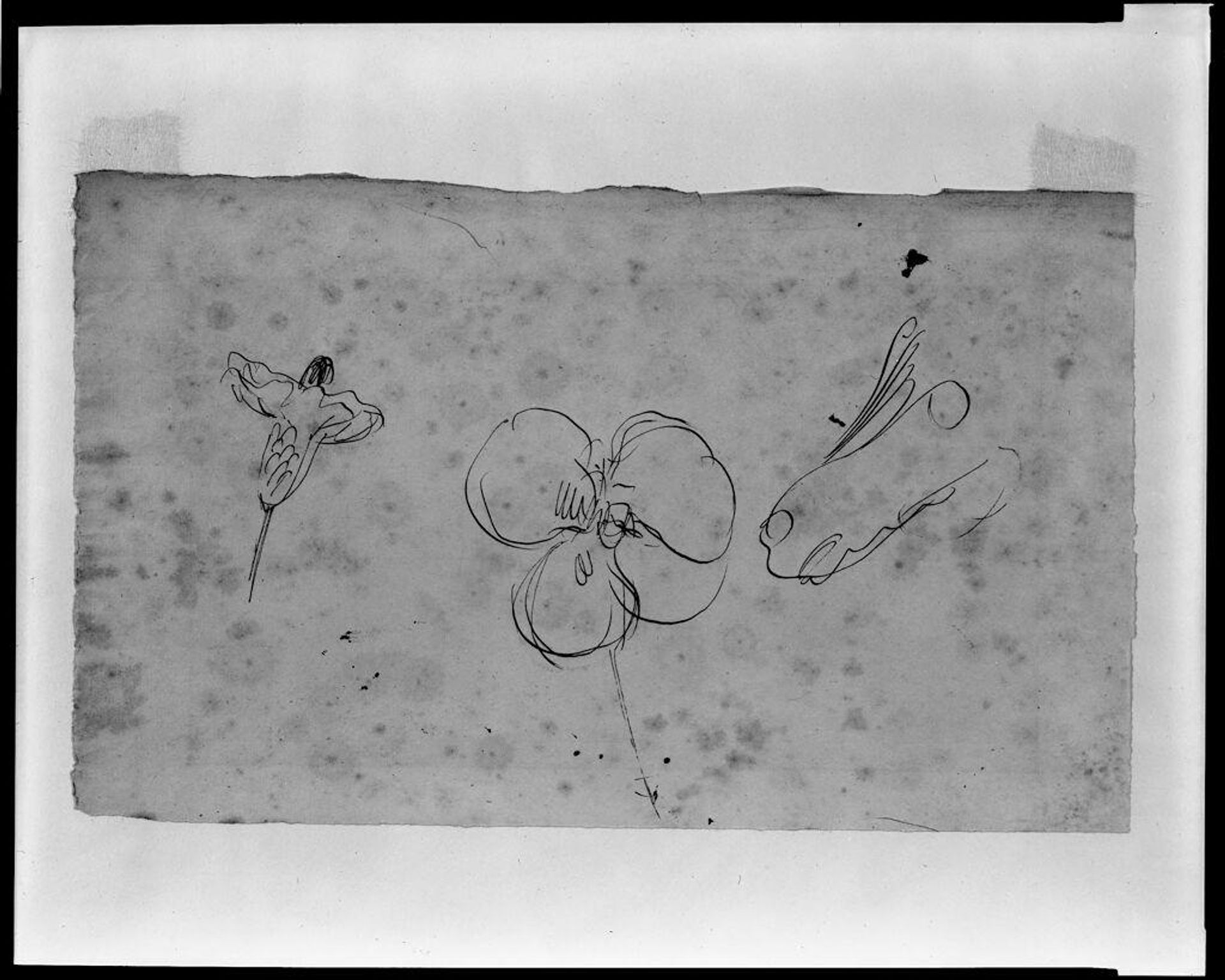 Two Sketches of a Flower and a Sketch of a Horse's Nose by Eugène Delacroix