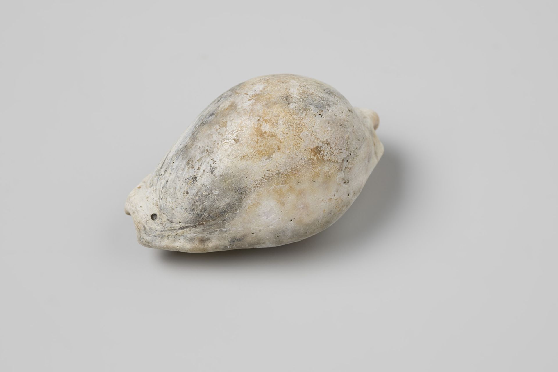 Kauri shell from the wreck of the Dutch East India ship Witte Leeuw by niet van toepassing