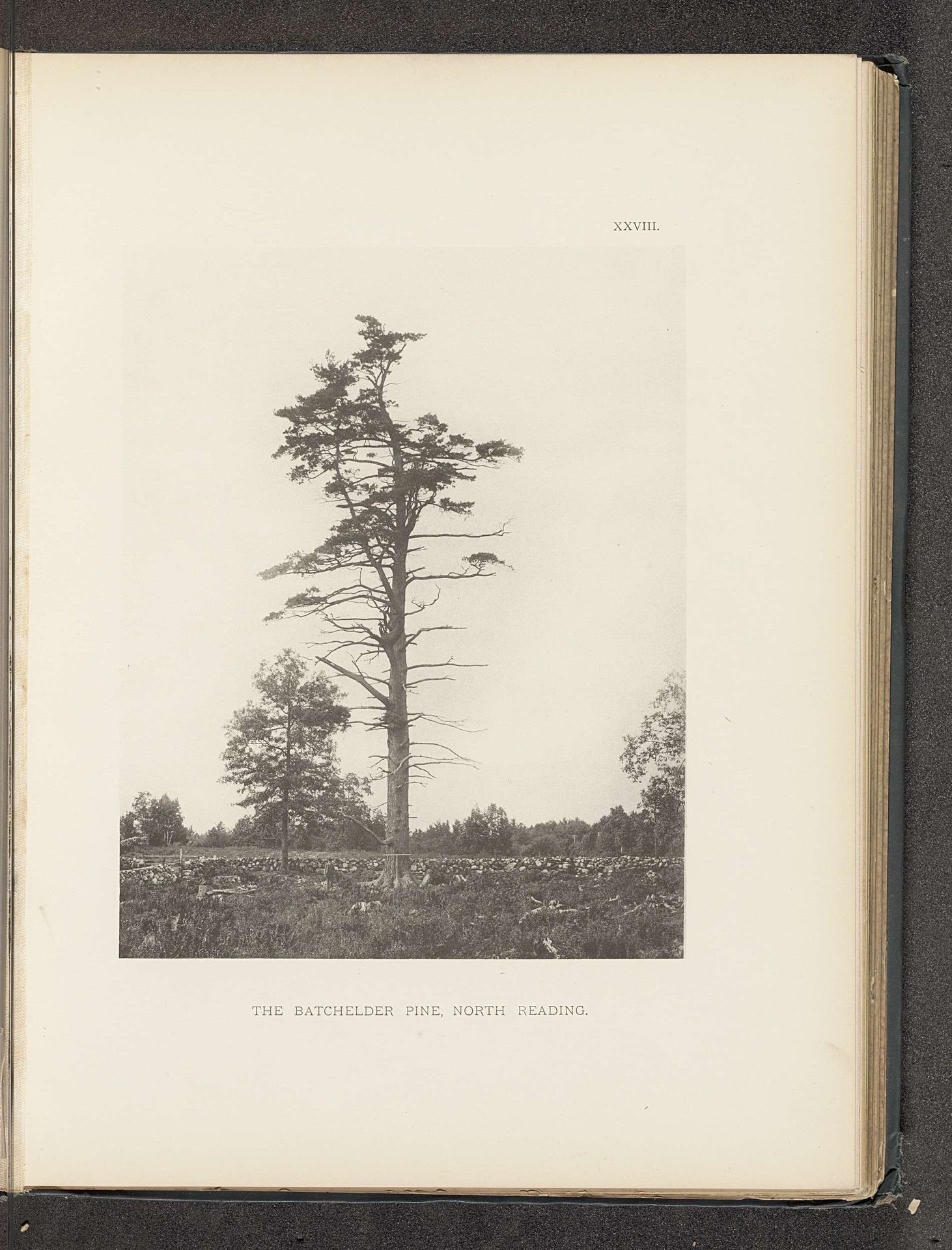 The Batchelder pine, North Reading by Henry Brooks
