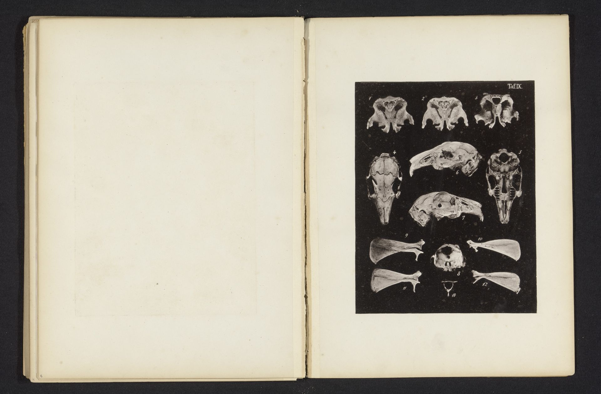 Dertien aangezichten van onderdelen van een konijnenschedel by Bernhard von Gudden