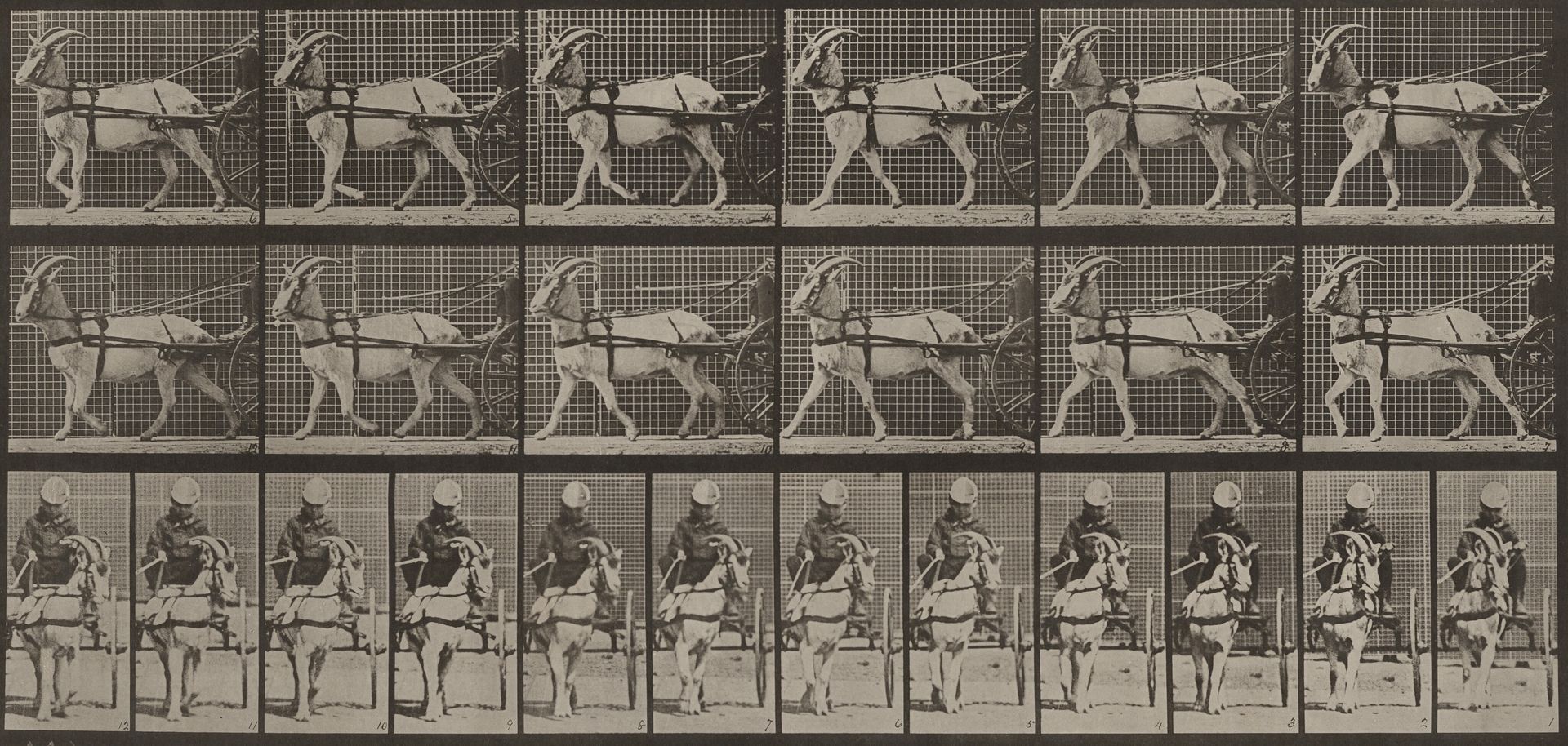 Plate Number 677. Goat; walking, in sulky by Eadweard Muybridge