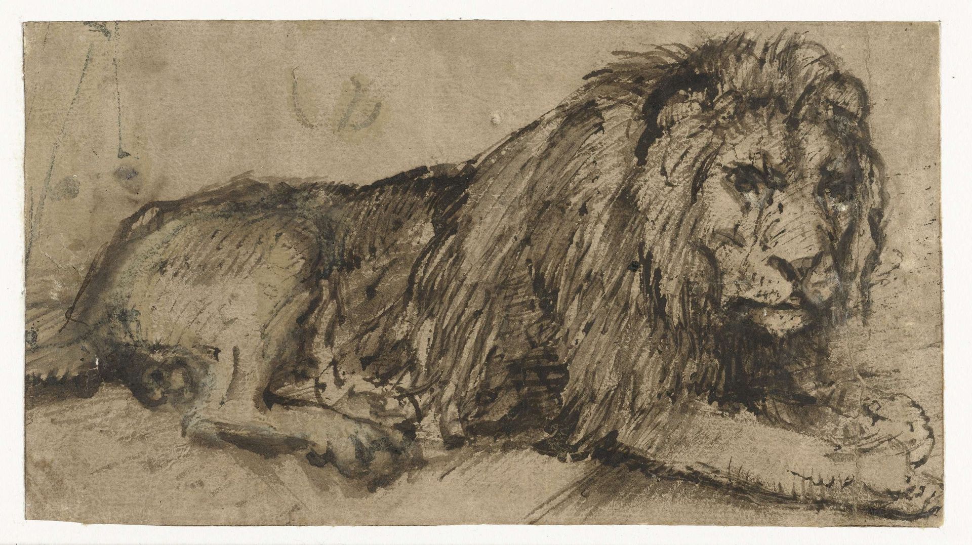 Reclining Lion by Rembrandt van Rijn