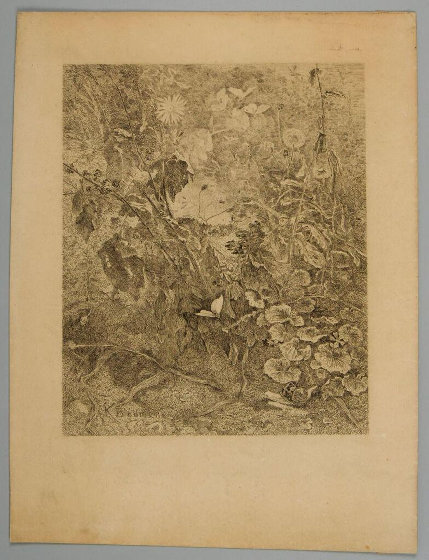 Undergrowth with a Butterfly and a Snail by Karl Bodmer