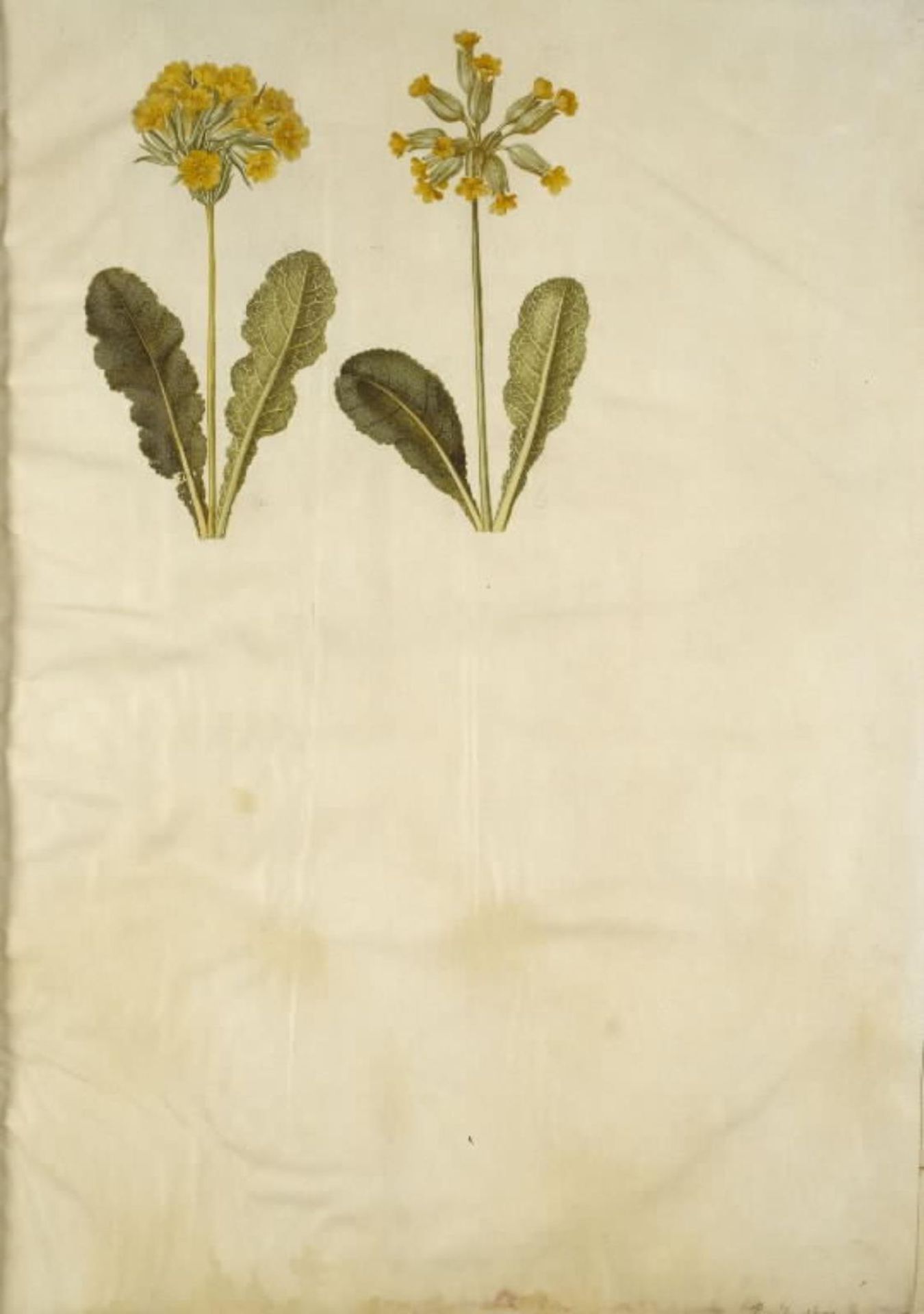 Primula veris (hybrid af hulkravet kodriver); Primula veris (hulkravet kodriver) by Hans Simon Holtzbecker
