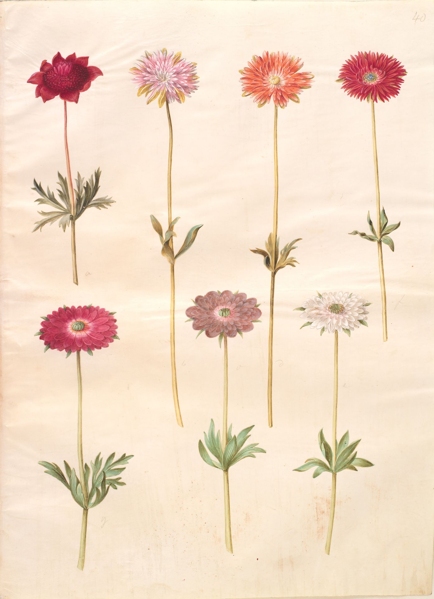 Anemone coronaria (fransk anemone); Anemone ×fulgens (skinnende anemone) by Hans Simon Holtzbecker