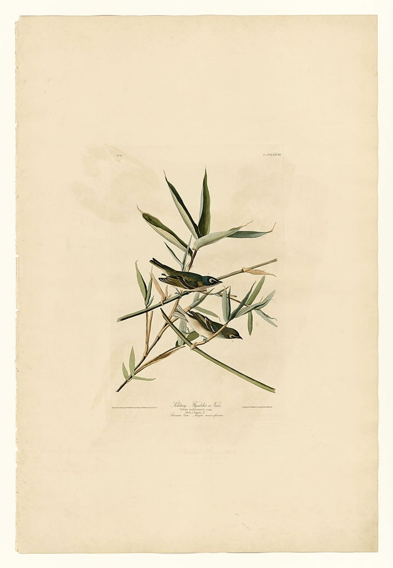 Plate 28. Solitary Flycatcher or Vireo by John James Audubon