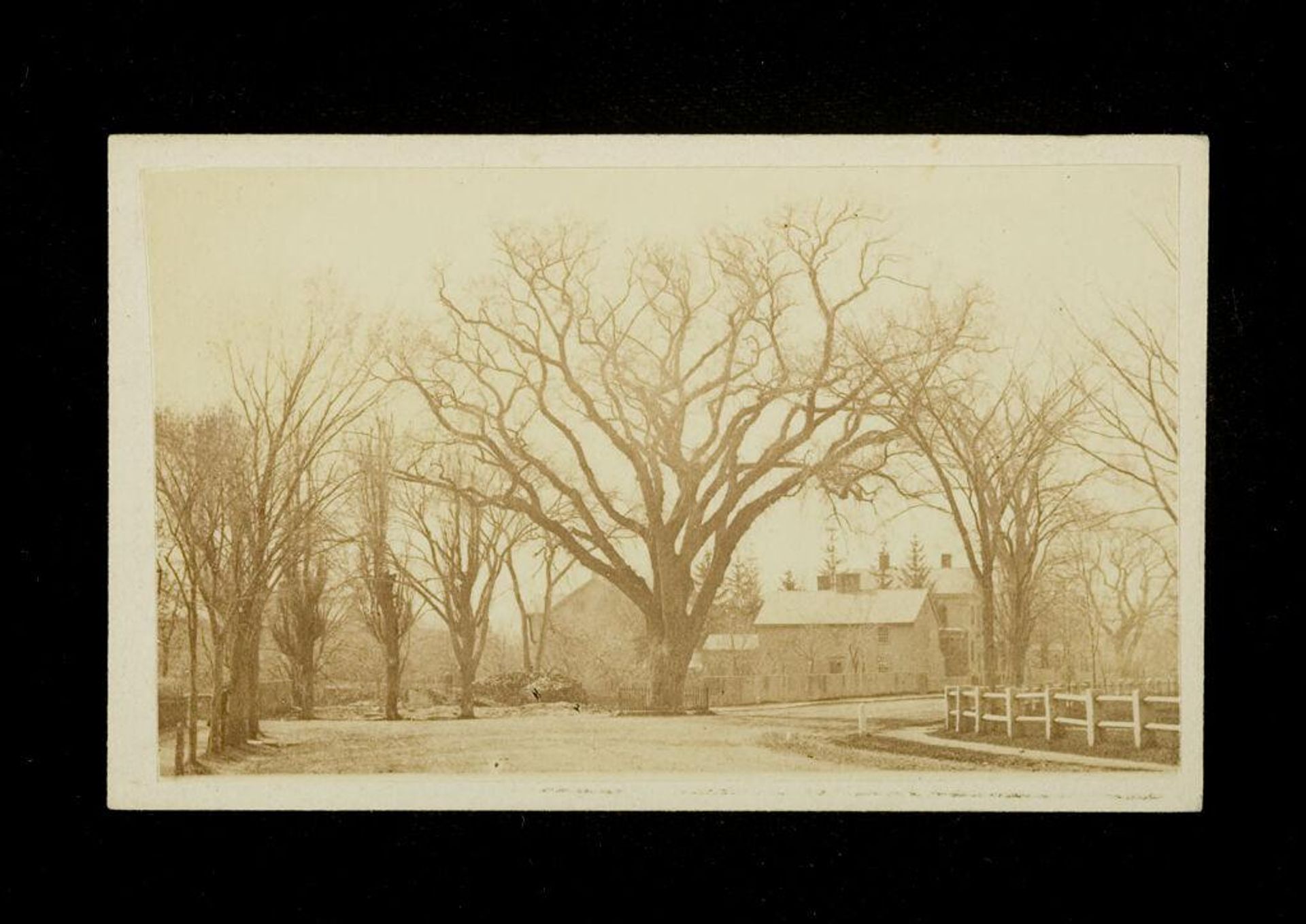 Washington Elm, Cambridge, Massachusetts by George Kendall Warren