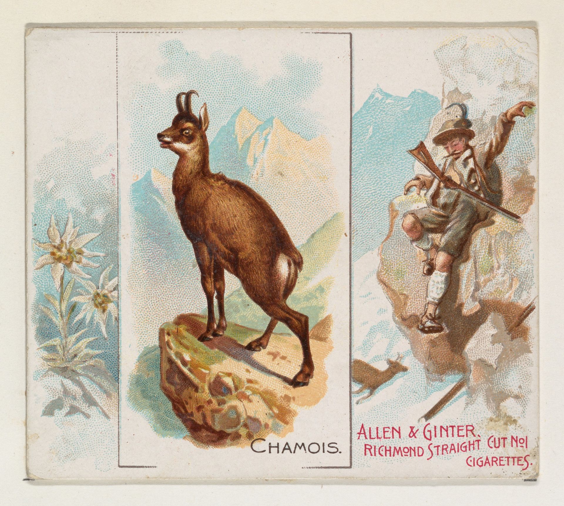 Chamois, from Quadrupeds series (N41) for Allen & Ginter Cigarettes by Allen & Ginter