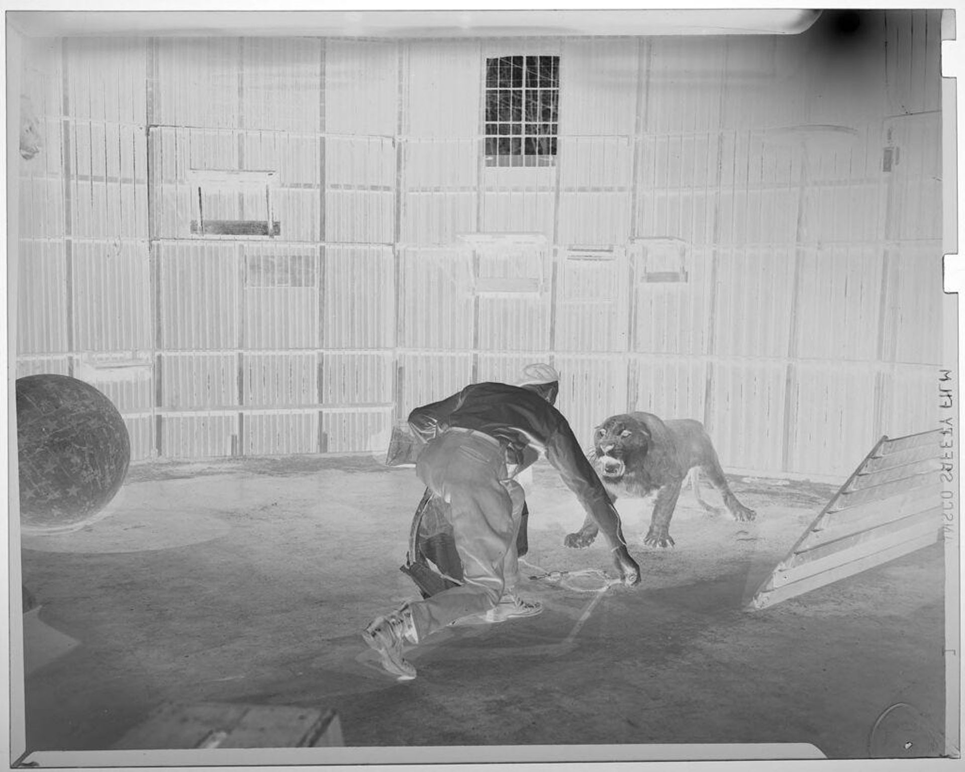 Untitled (lion in cage facing off with trainer) by Jack Gould