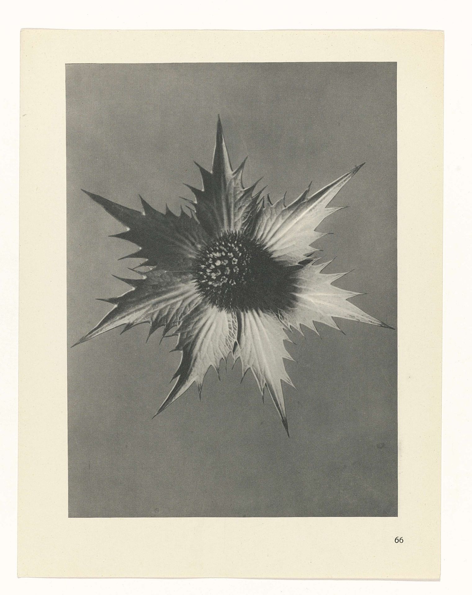 Plantstudie by Karl Blossfeldt