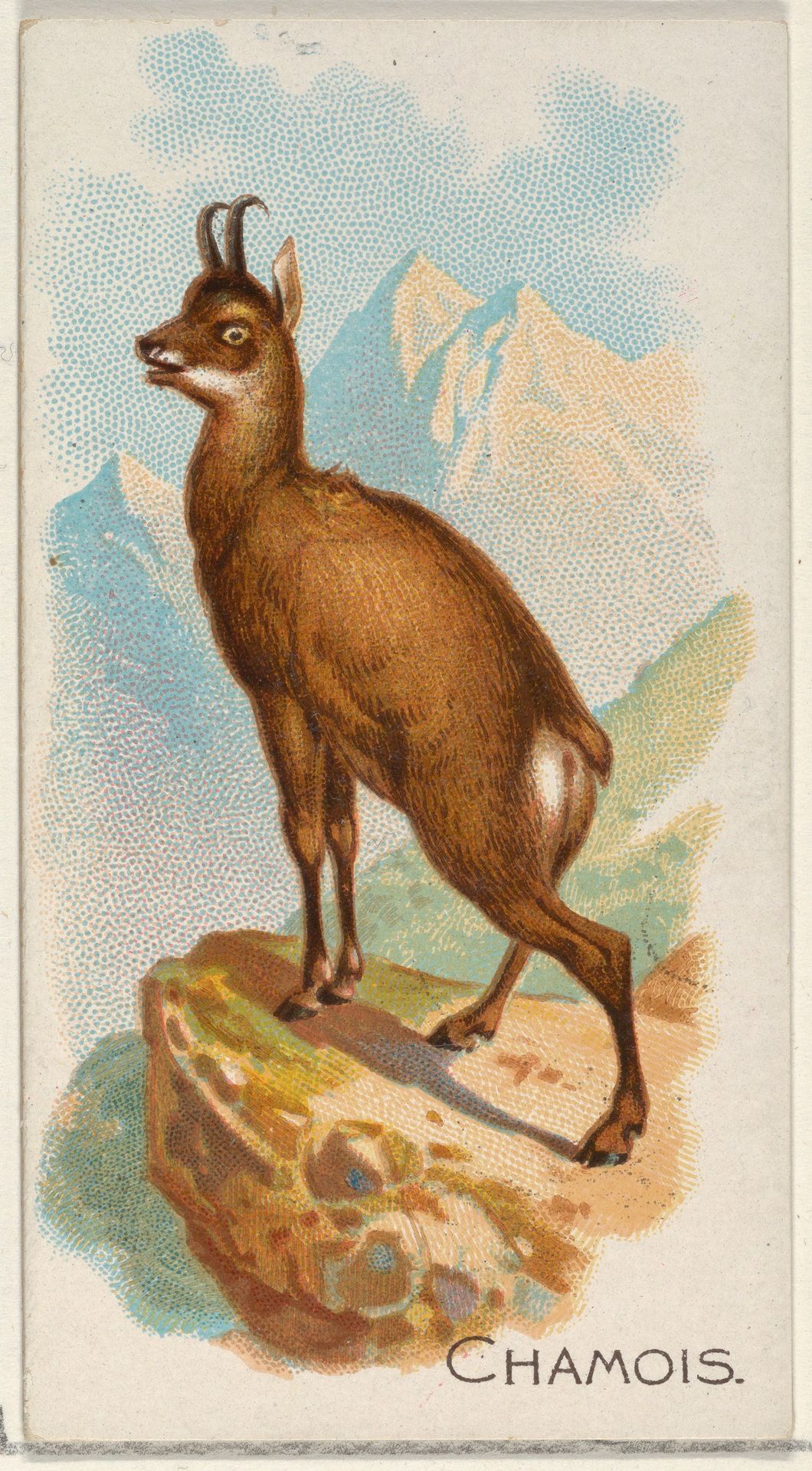 Chamois, from the Quadrupeds series (N21) for Allen & Ginter Cigarettes by Allen & Ginter
