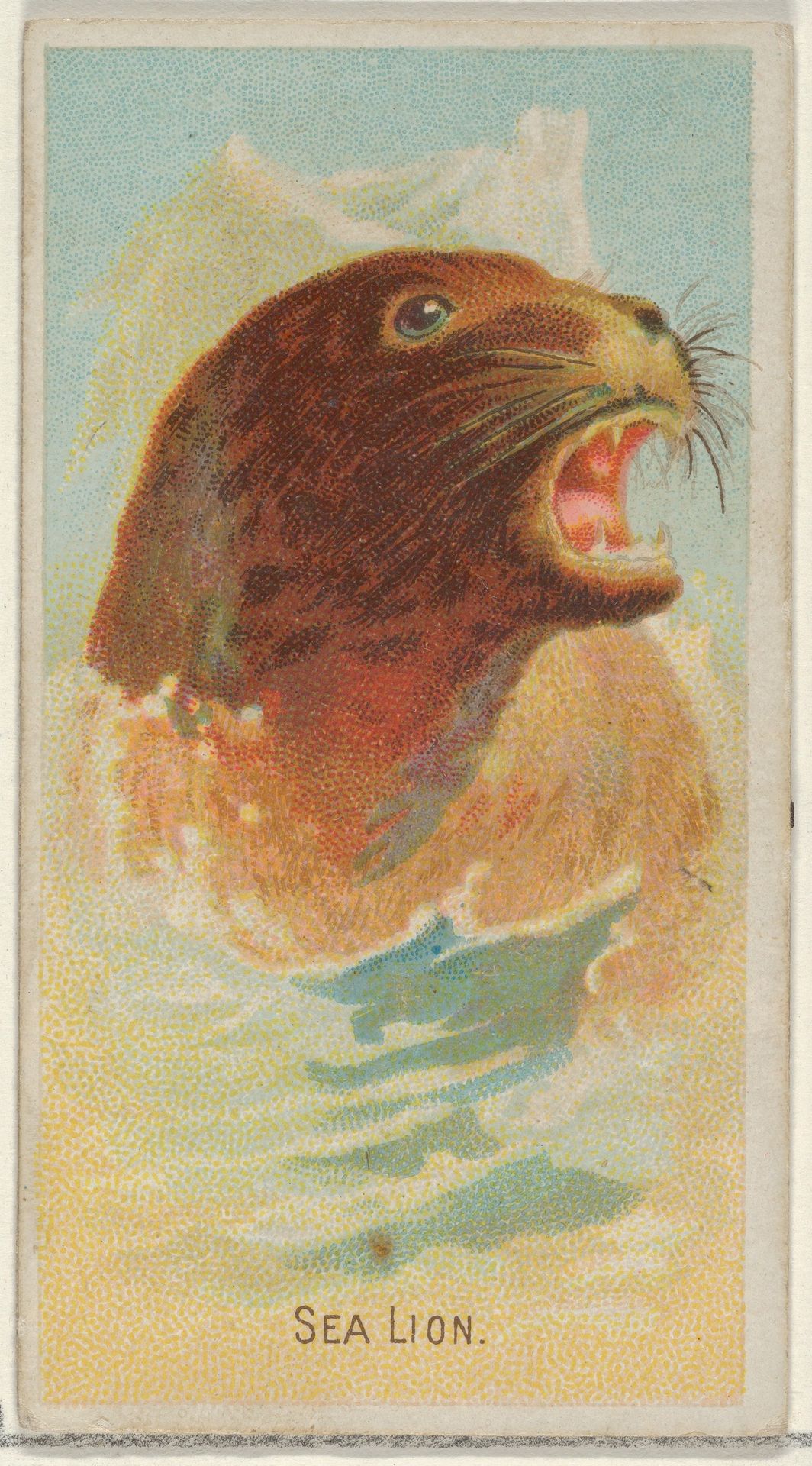 Sea Lion, from the Wild Animals of the World series (N25) for Allen & Ginter Cigarettes by Allen & Ginter