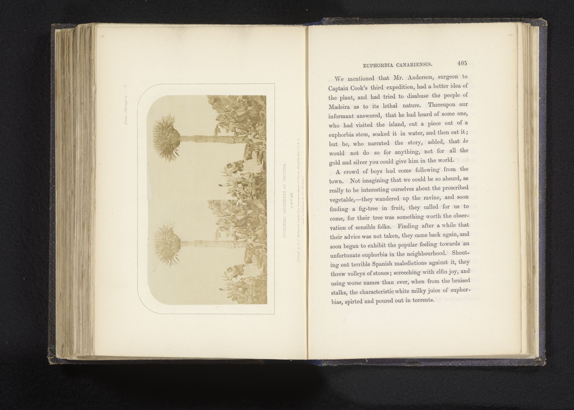 Verzamelaars van cochenilleluizen te La Orotava by Charles Piazzi Smyth