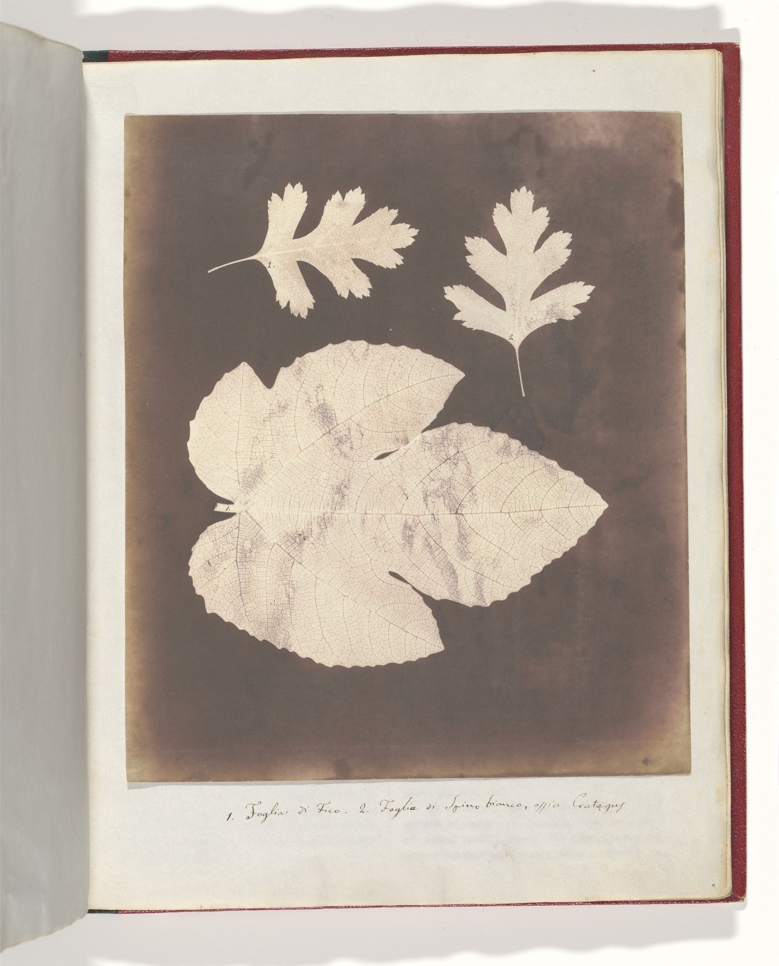 1. Foglia di Fico. 2. Foglia di Spino bianco, ossia Crataegus by William Henry Fox Talbot