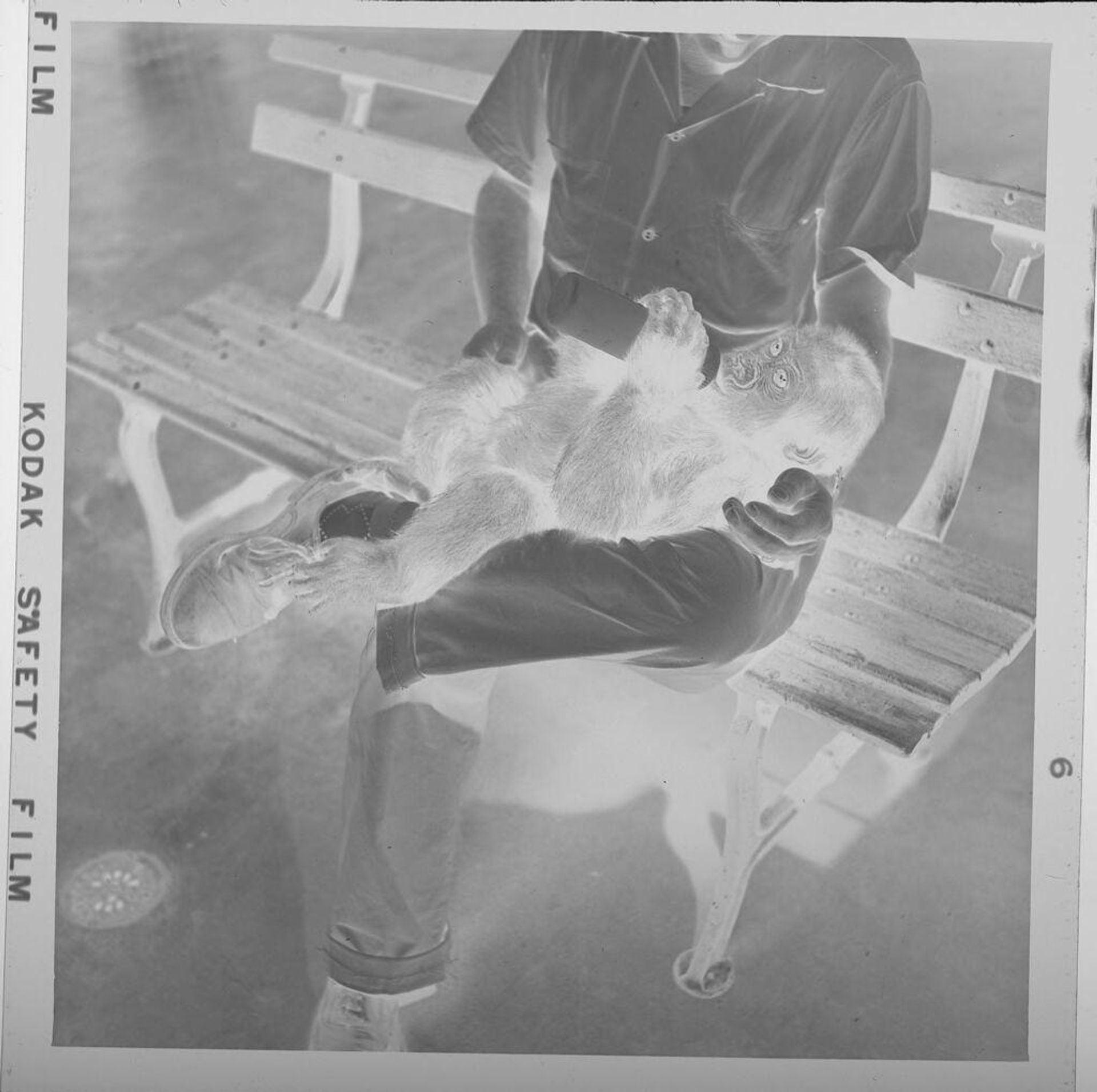 Untitled (man feeding bottle to baby chimp) by Jack Gould