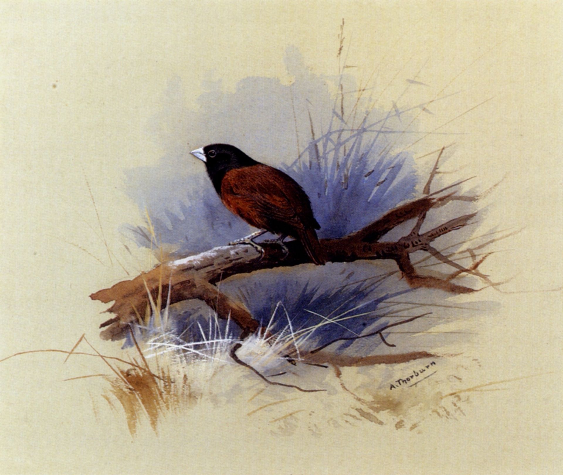 A Nepalese black headed nun in the branch of a tree by Archibald Thorburn