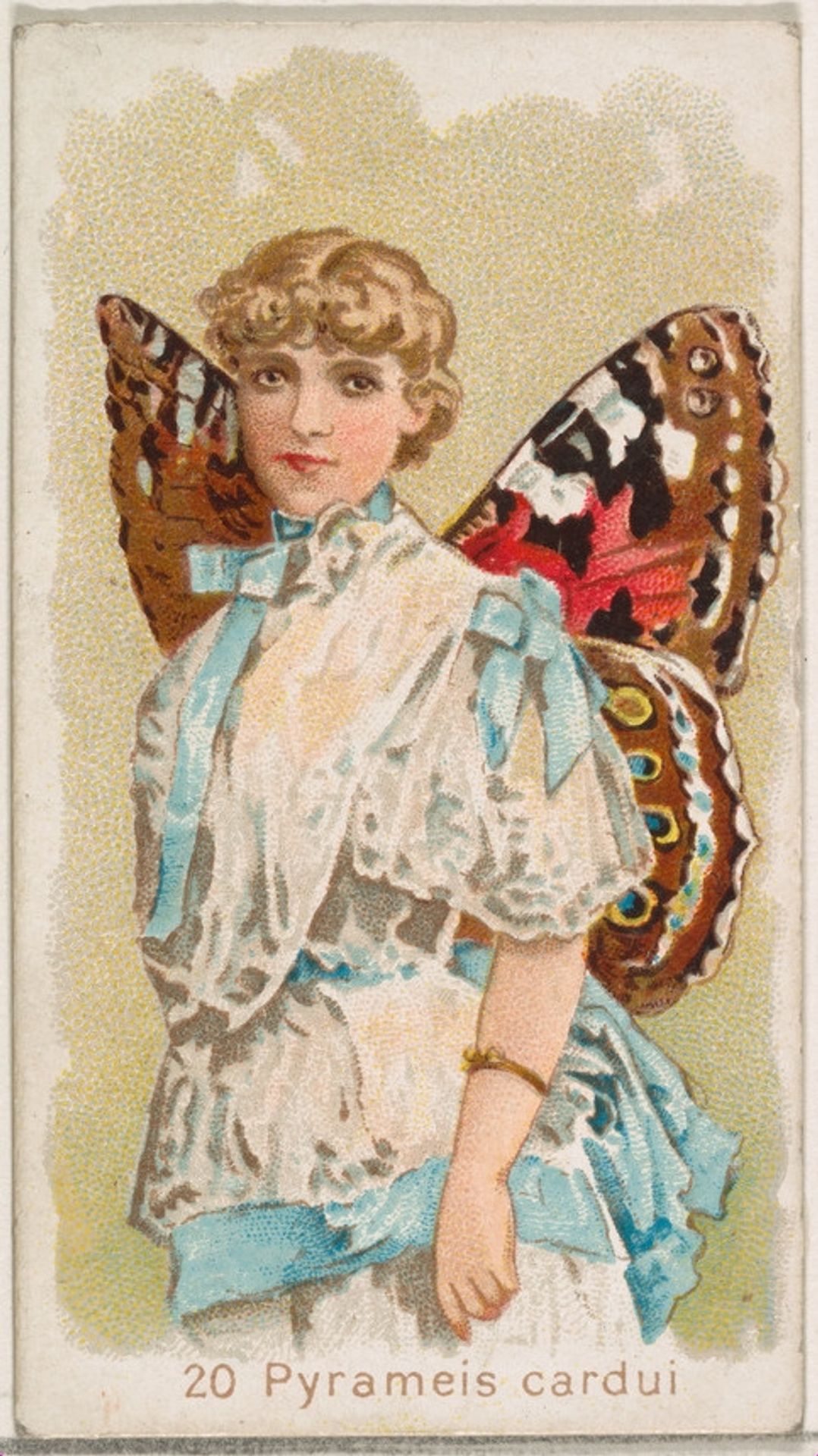 Card 20, Pyrameis Cardui, from the Butterflies series (N183) issued by Wm. S. Kimball & Co. by William S. Kimball & Company