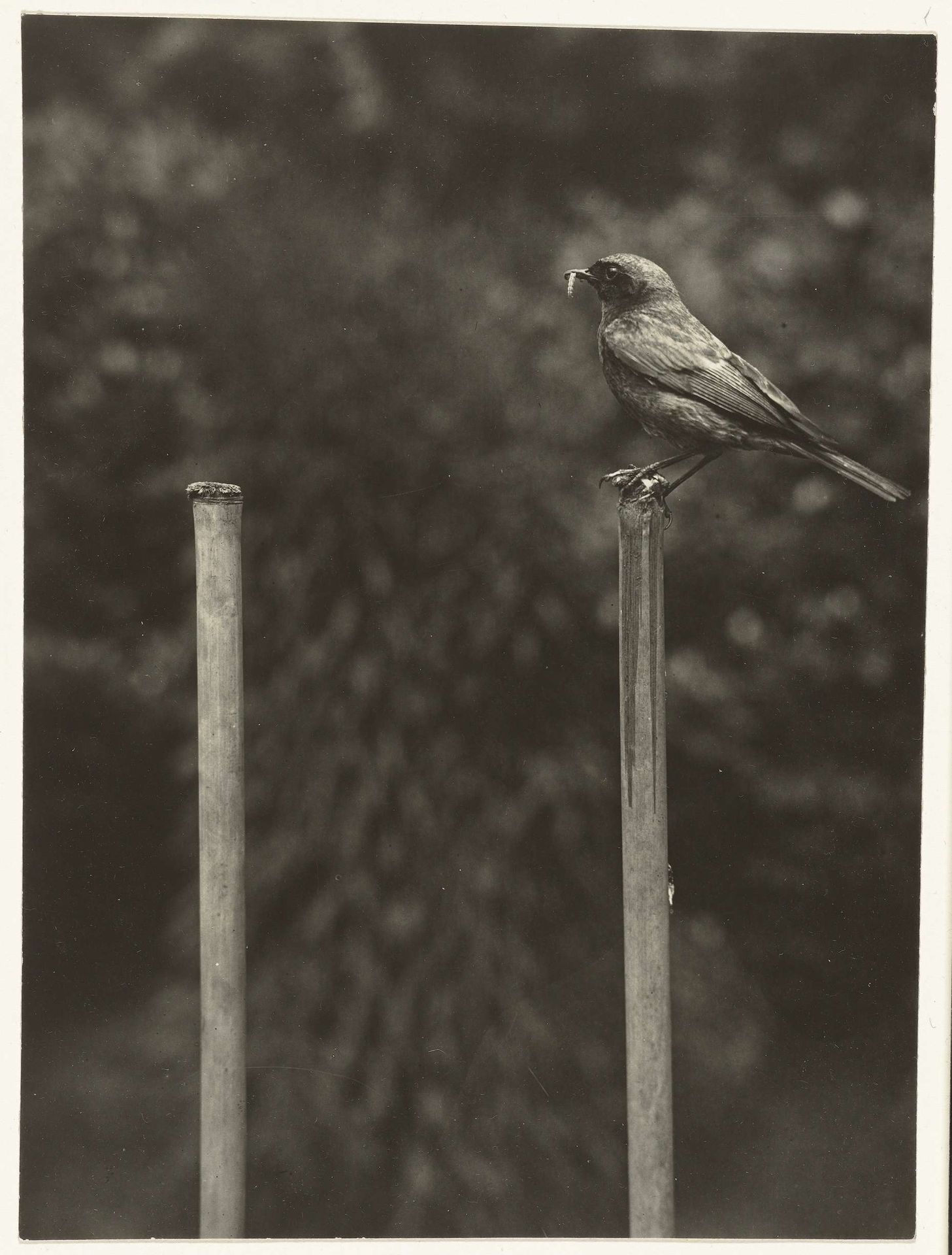 Zwarte roodstaart op een paaltje by Richard Tepe