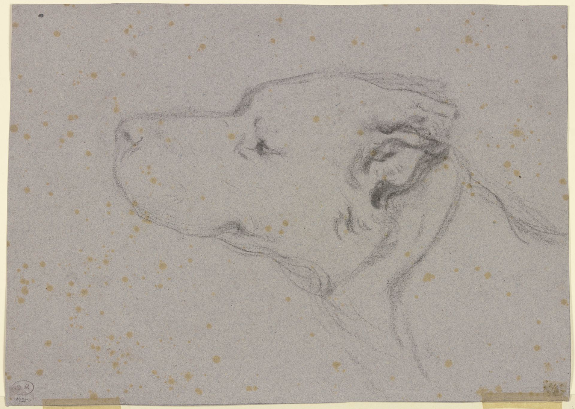 Kopf eines Hundes nach links by Victor Müller