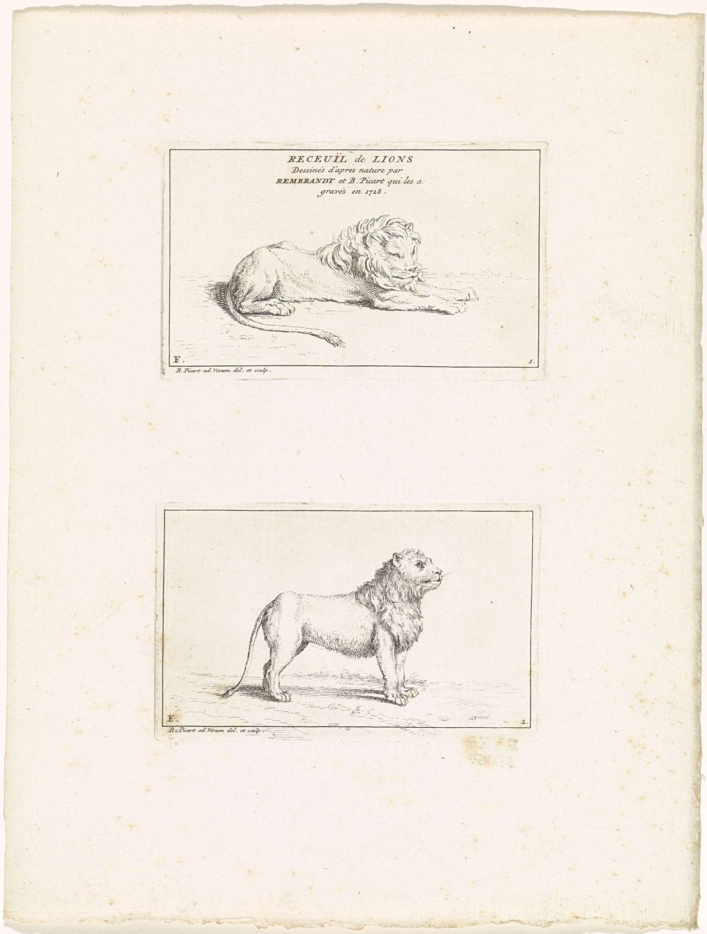 Leeuwen by Bernard Picart