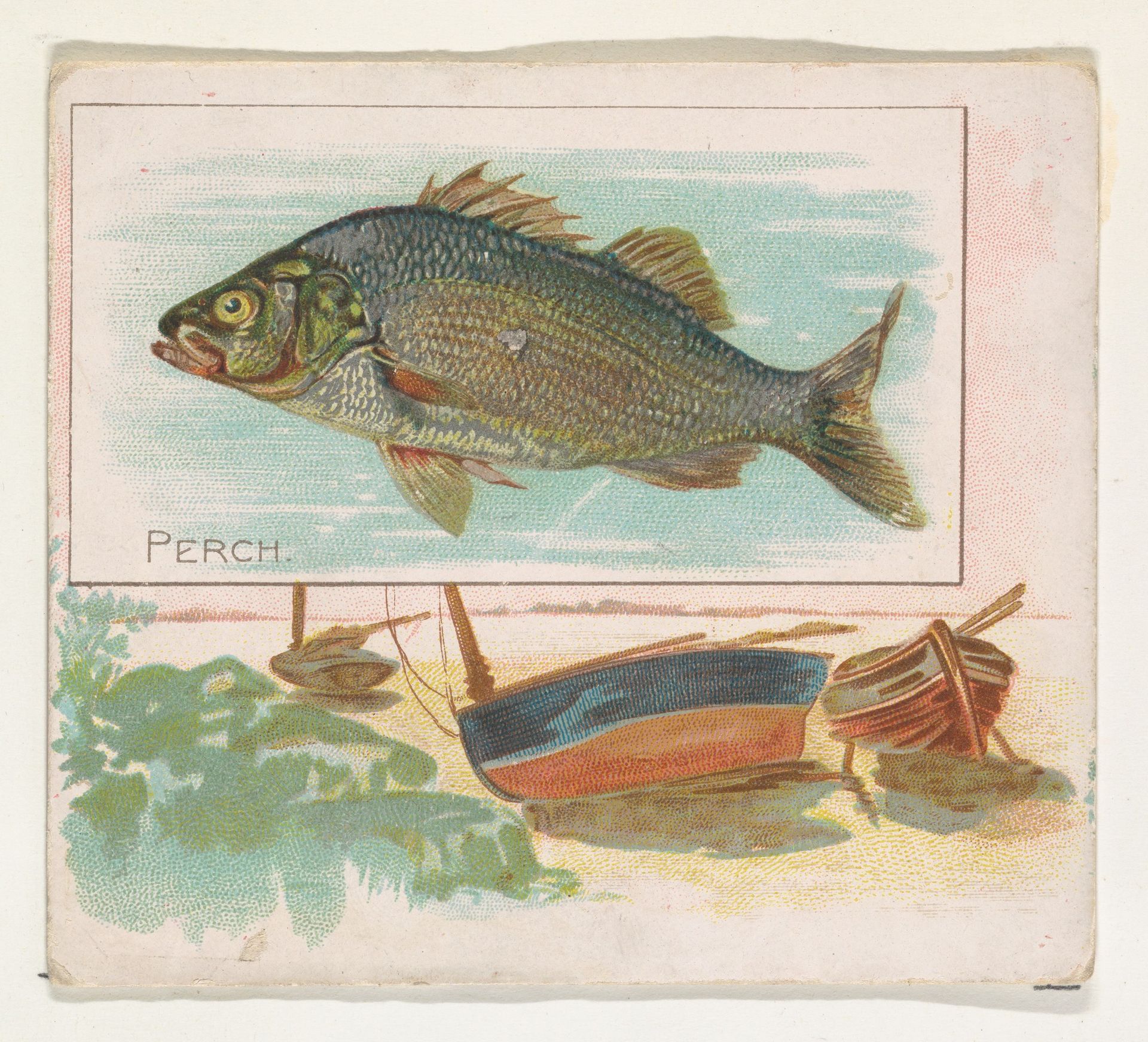 Perch, from Fish from American Waters series (N39) for Allen & Ginter Cigarettes by Allen & Ginter