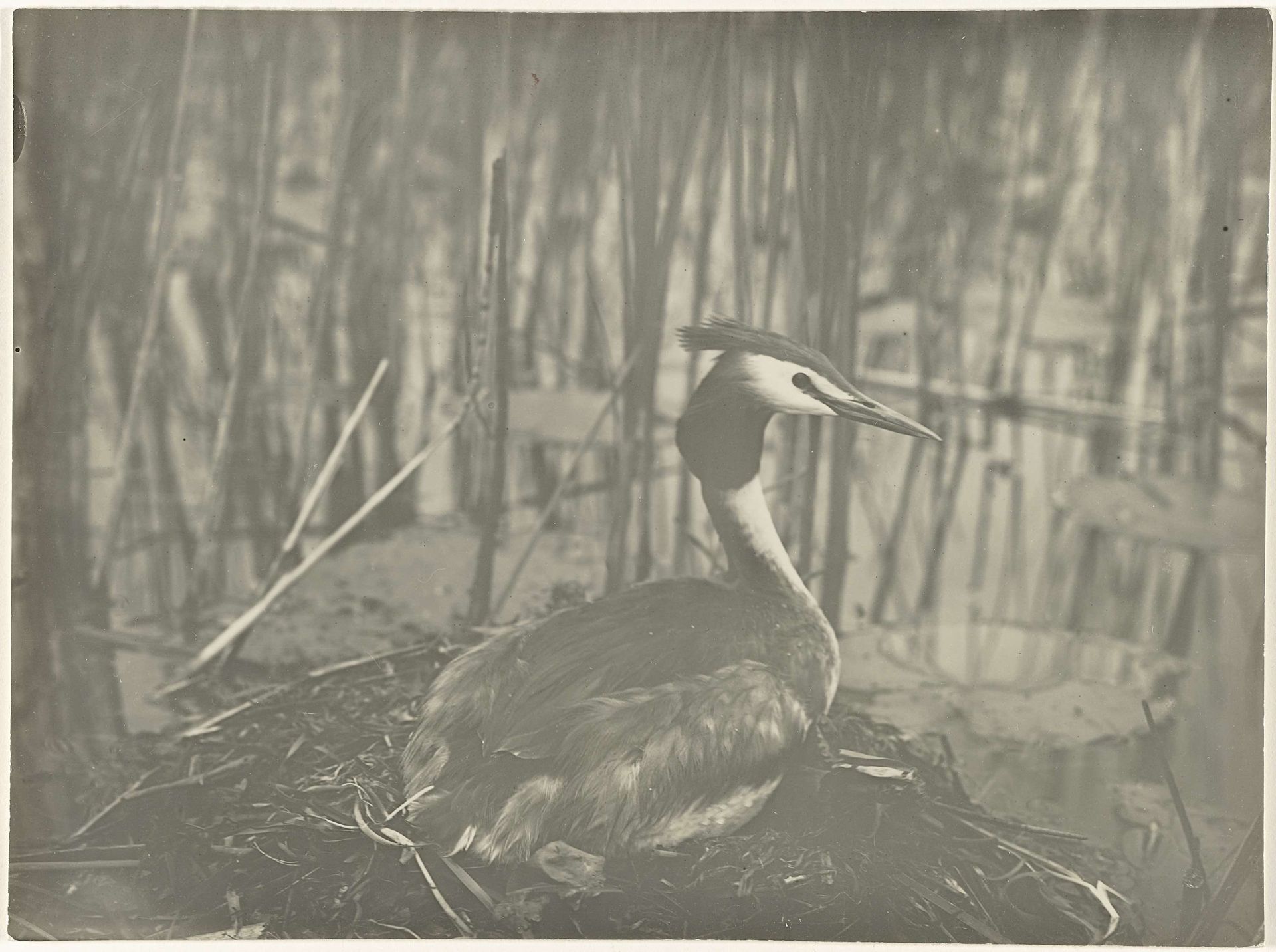Fuut op nest in het riet by Richard Tepe