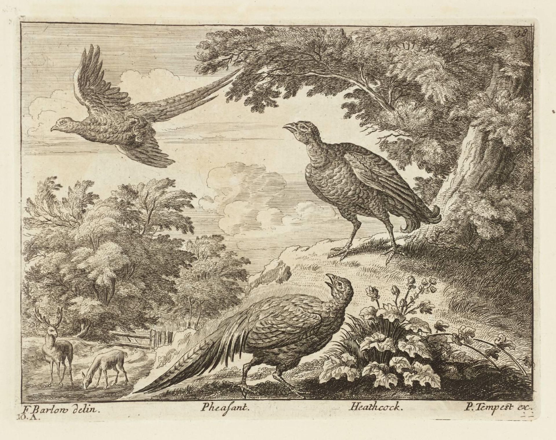 Pheasant; Heathcock by Francis Barlow
