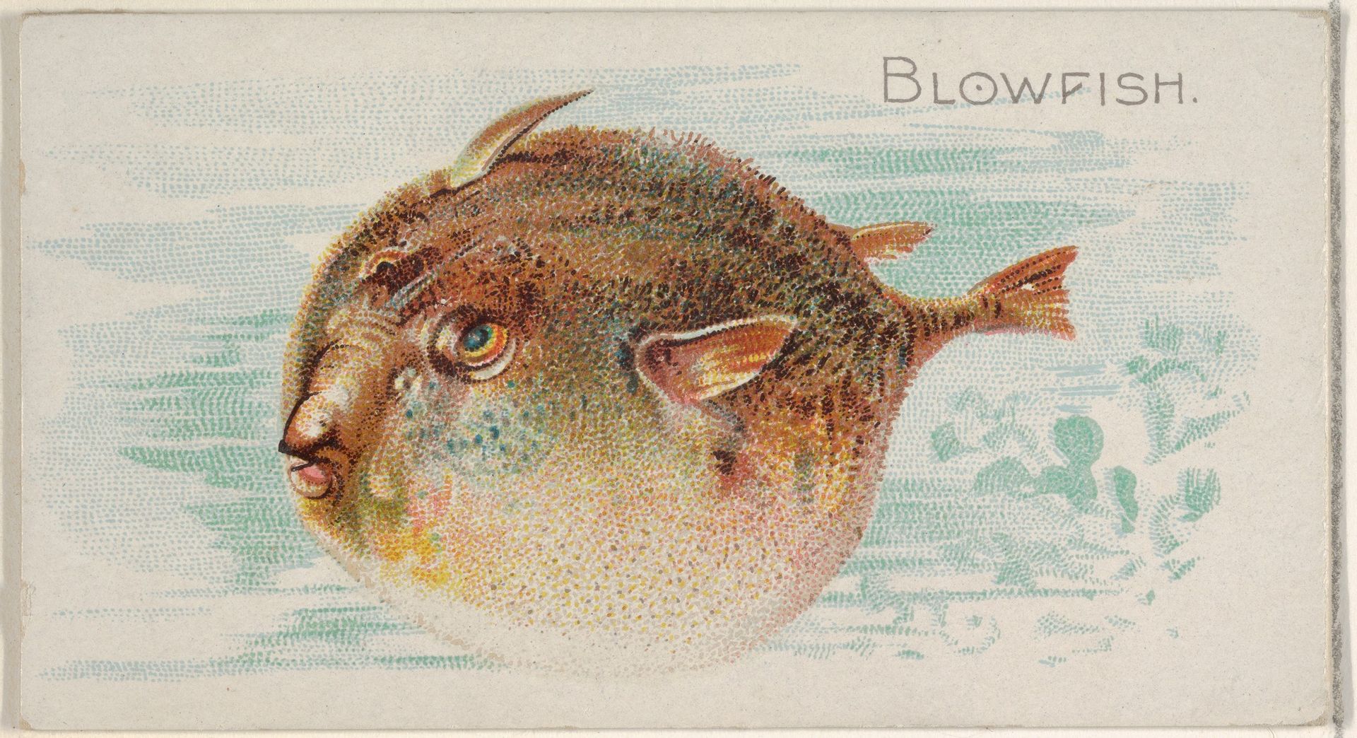 Blowfish, from the Fish from American Waters series (N8) for Allen & Ginter Cigarettes Brands by Allen & Ginter