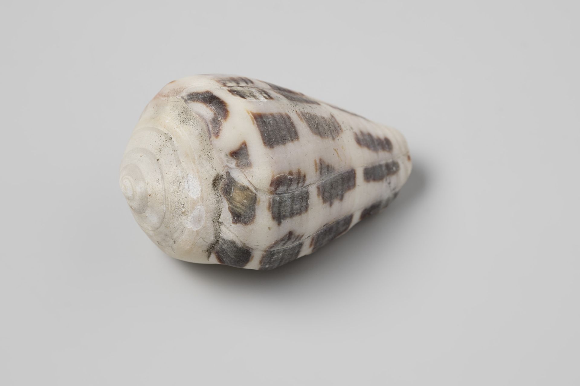 Conus ebraeus shell from the wreck of the Dutch East India ship Witte Leeuw by niet van toepassing