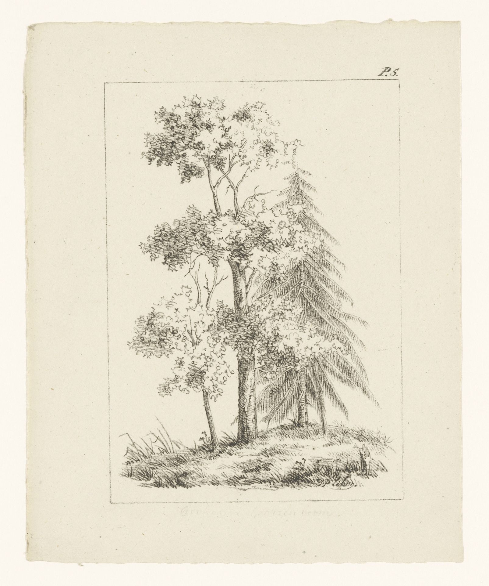 Naaldboom en twee loofbomen by Anonymous