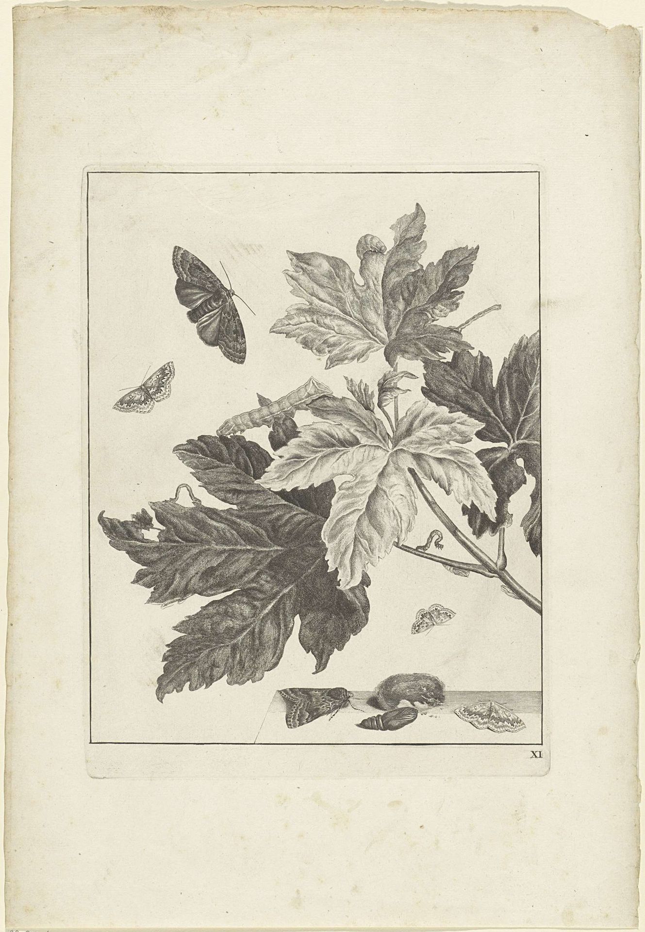 Rupsen en cocons op bladeren by Jacob l' (II) Admiral