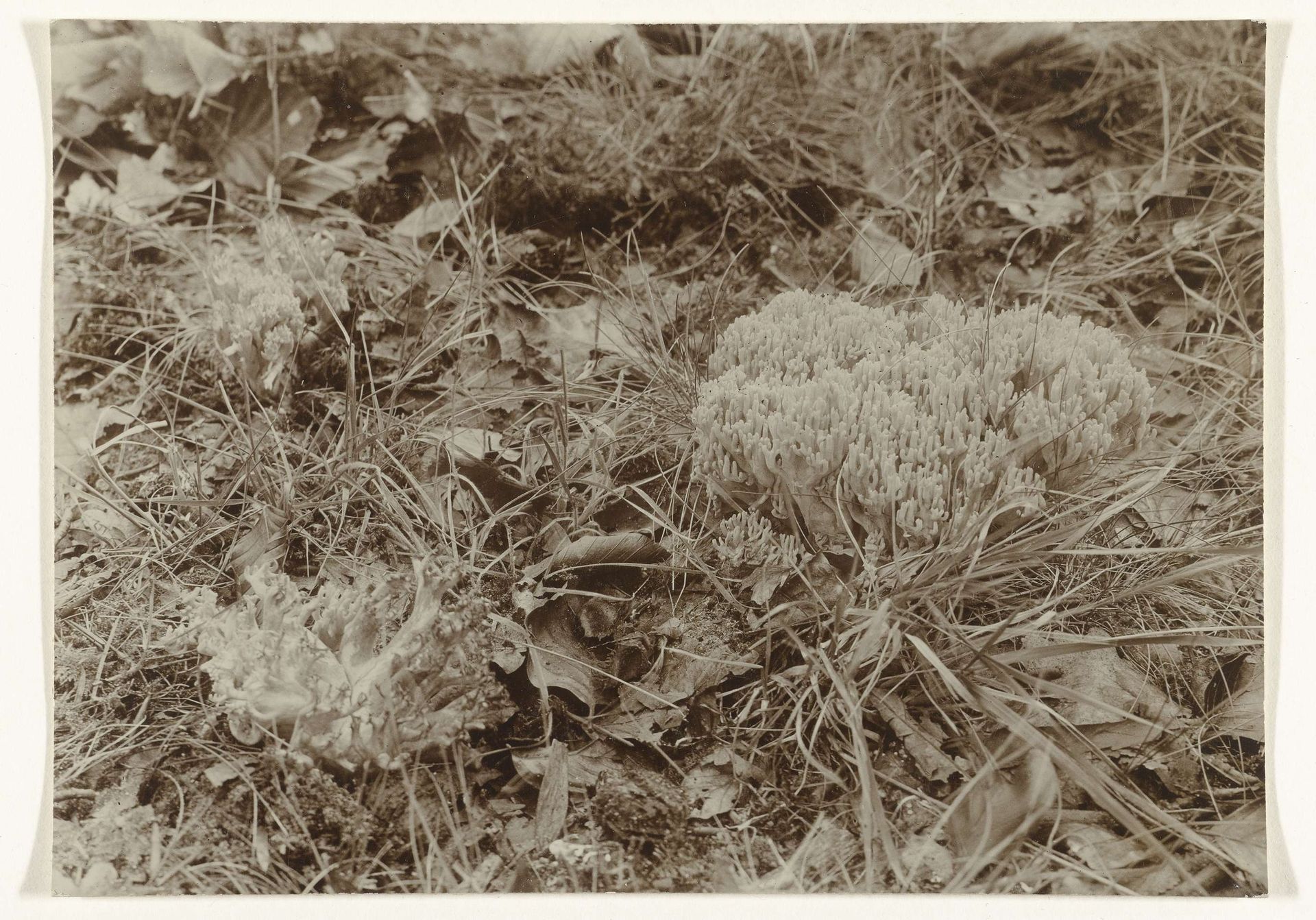 Gele knolzwam by Richard Tepe