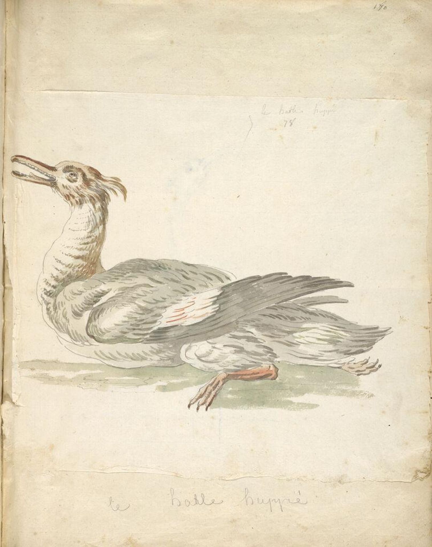 Merganser; verso: Heron by Jean-Baptiste Oudry