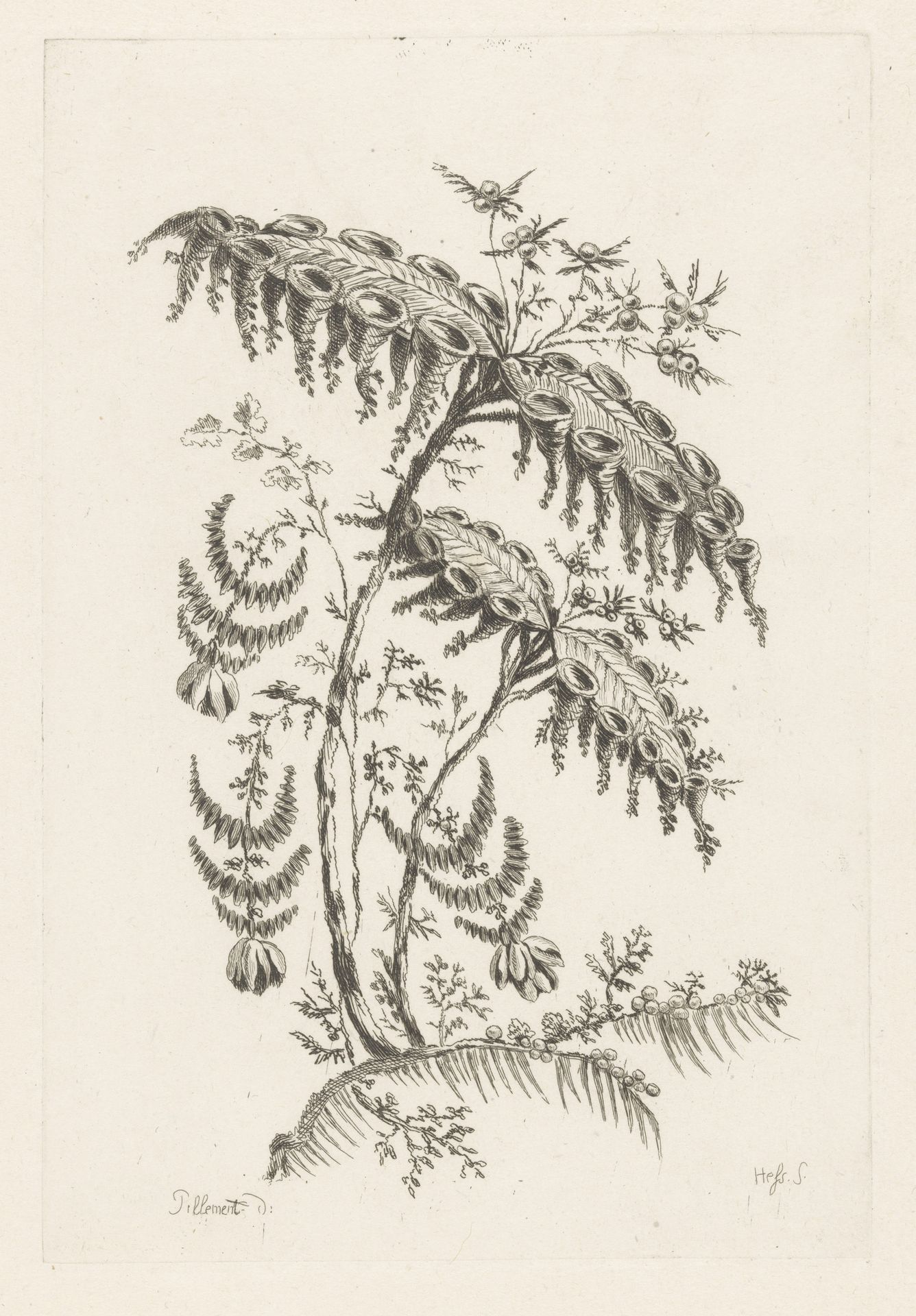 Bladeren met hoornvormen by Johann Heinrich Hess