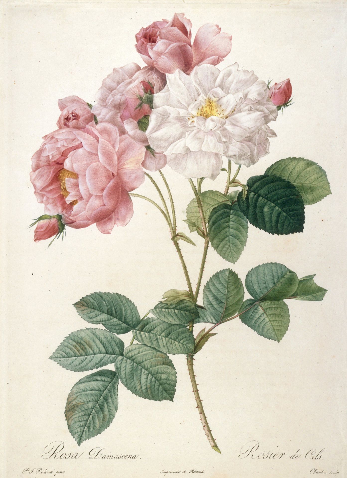 Rosier de Cels by Anonymous