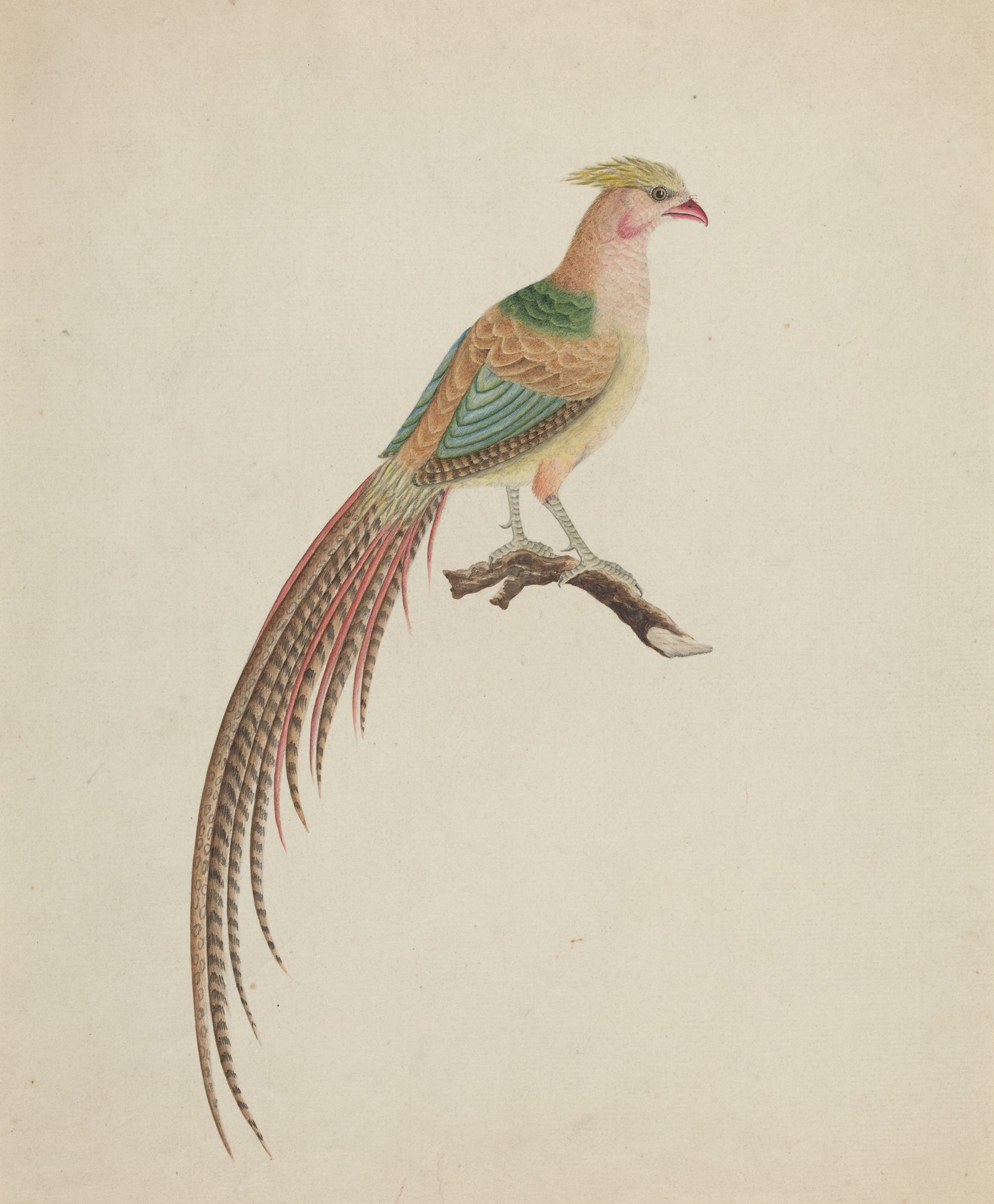 Golden Pheasant (Chrysolophus pictus) by Anonymous